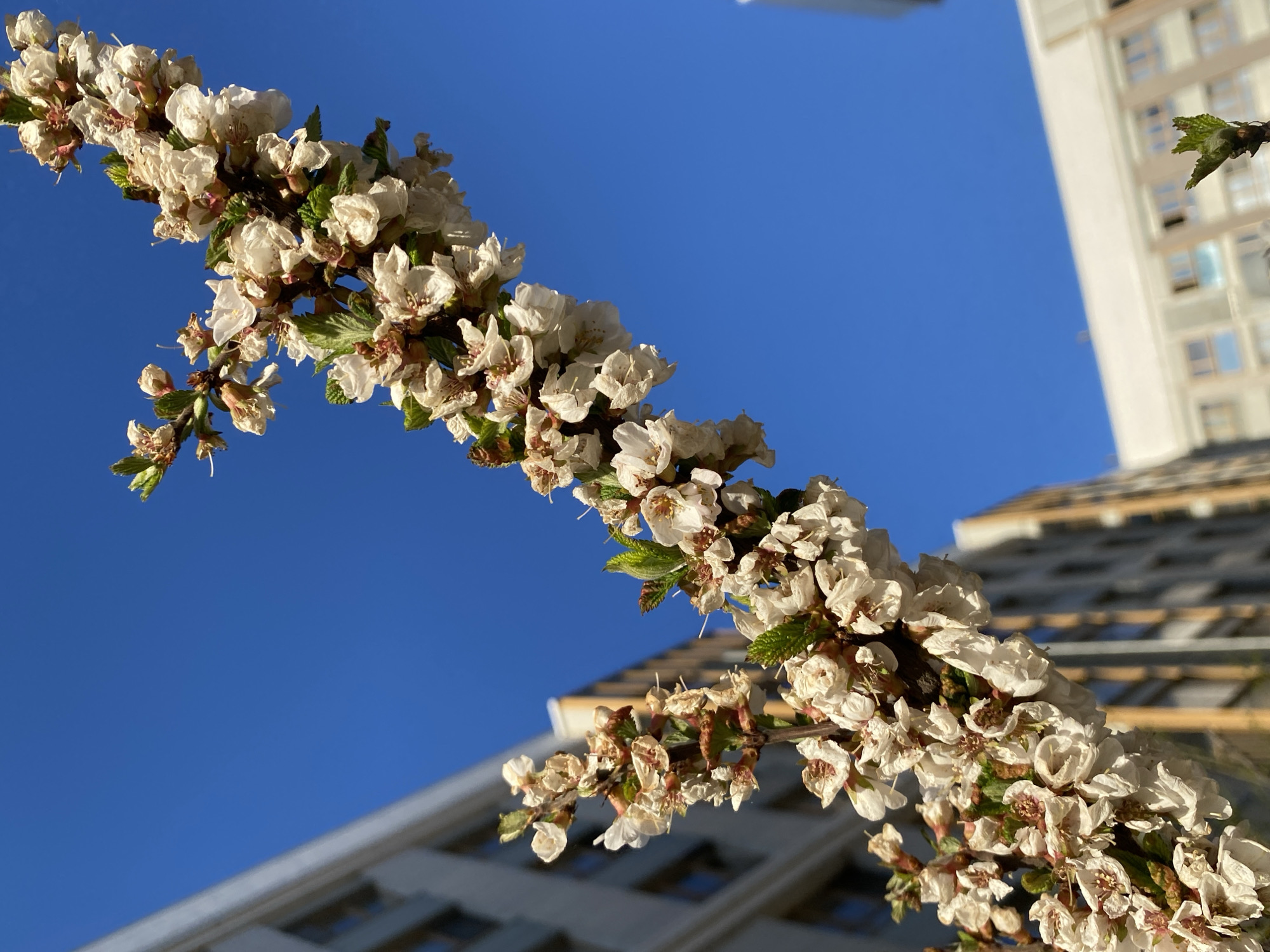 White flowers bloom against blue sky near modern buildings