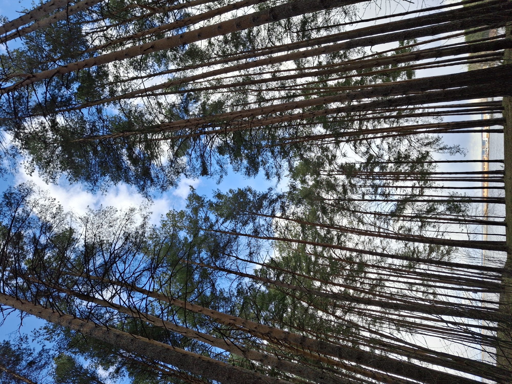 Morning documented in Chaikovsky: forests, pets, industrial waterfront