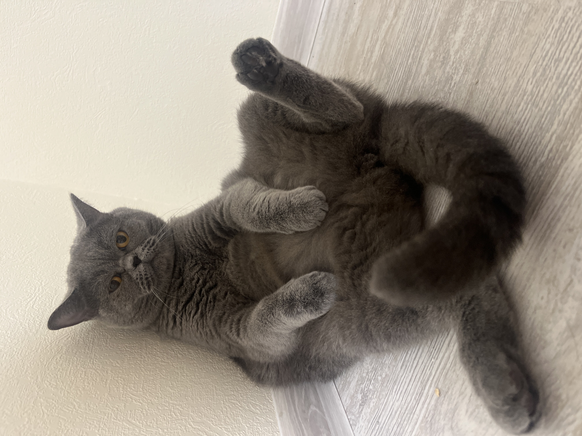 British Shorthair cat documented during evening routine in Saint Petersburg