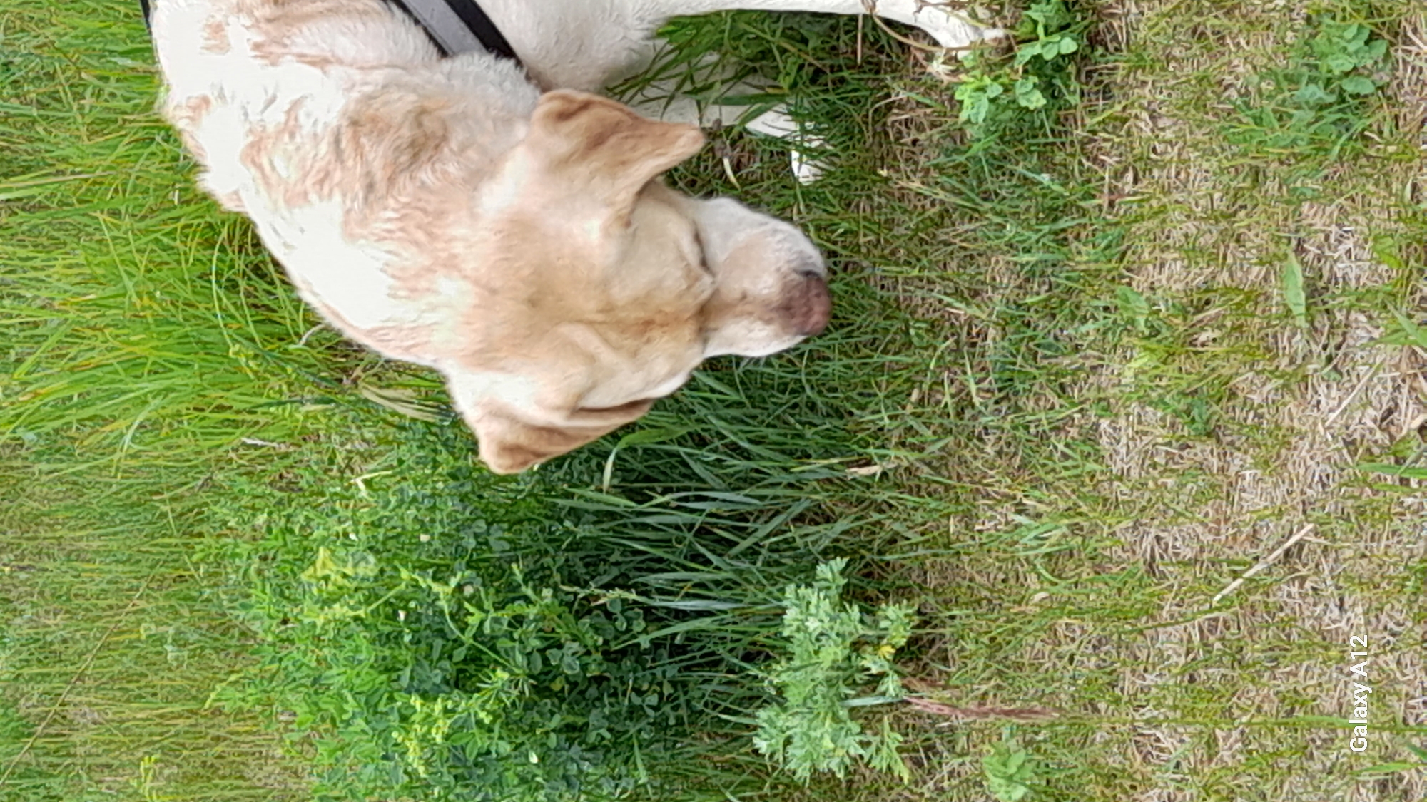 Morning dog walk documented in rural Russia