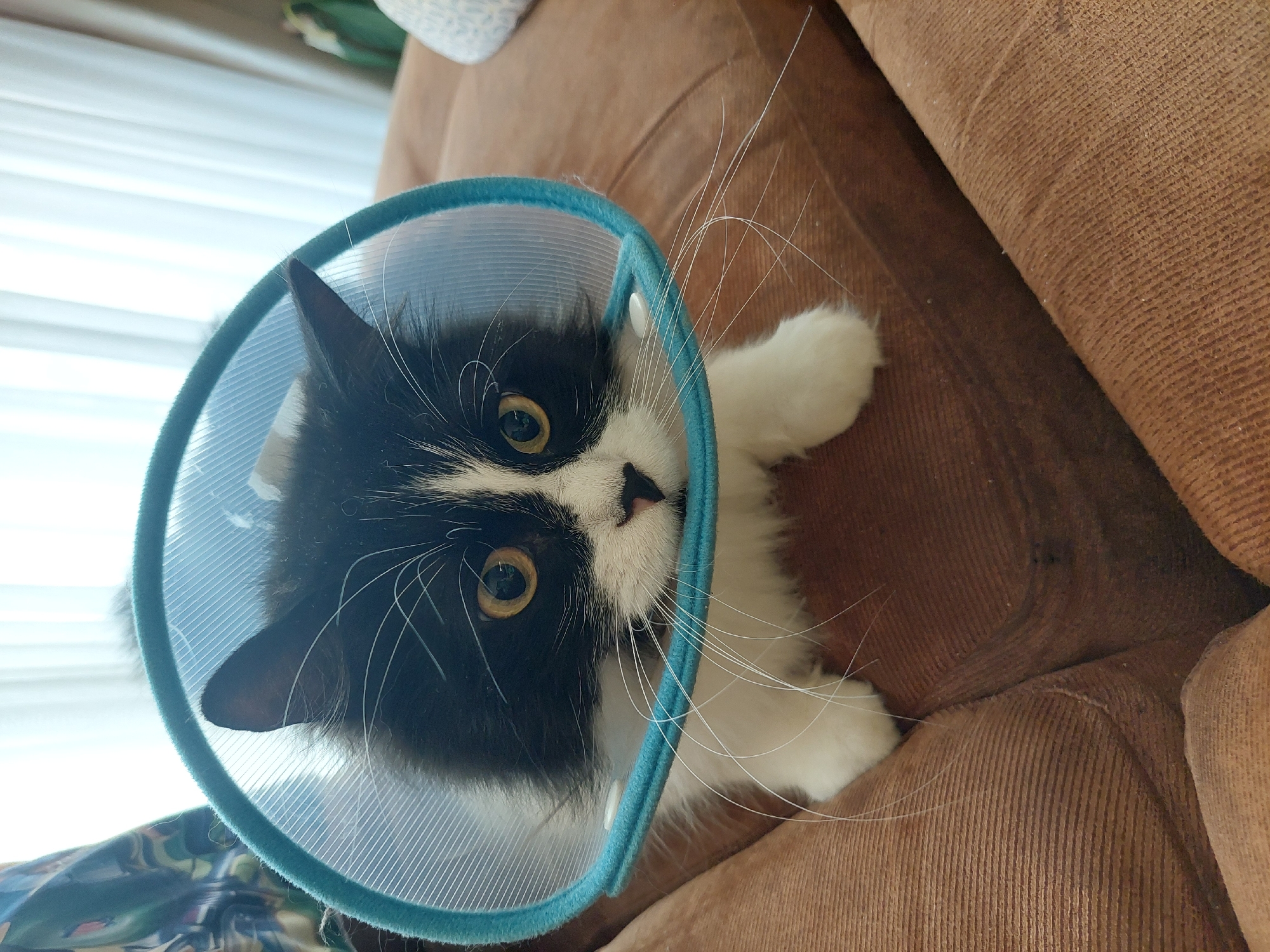 Cat recovers with cone collar in Plovdiv home
