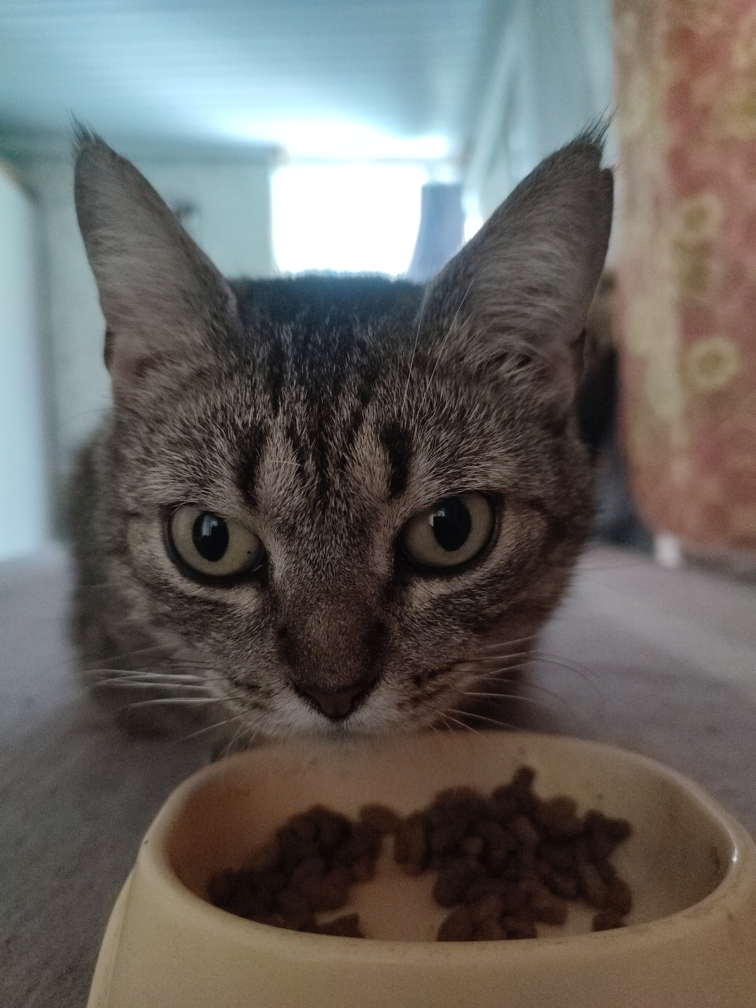 A quiet Kherson morning: pets, garden blooms, and everyday life.