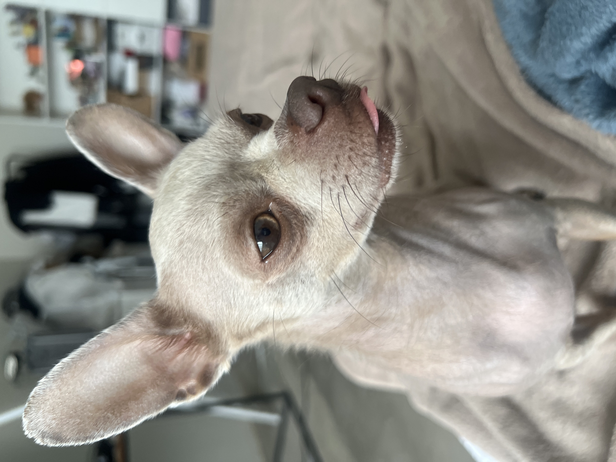 Close-up portraits of small dogs in Kharkiv