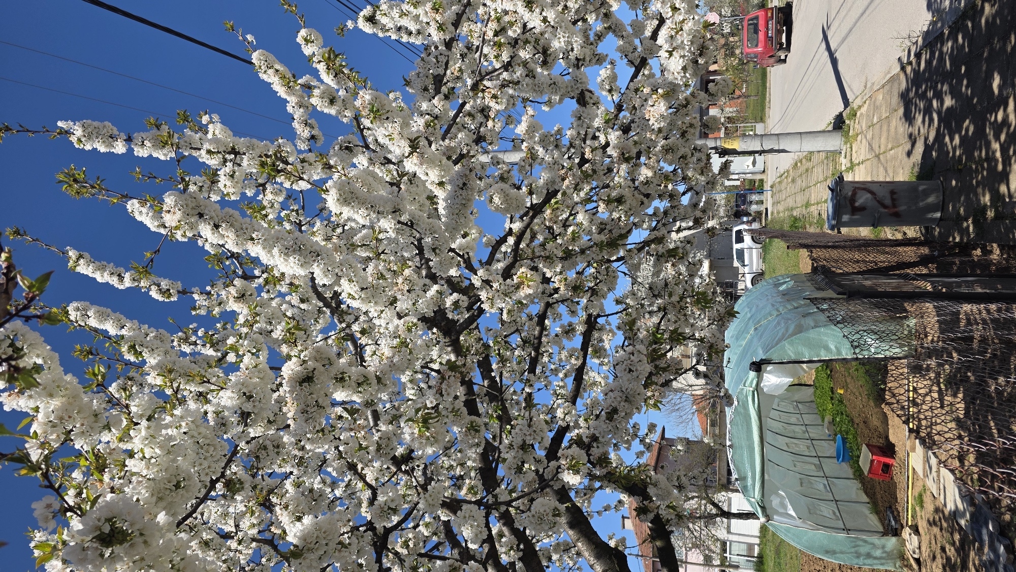 Spring blooms captured in Blagoevgrad, Bulgaria