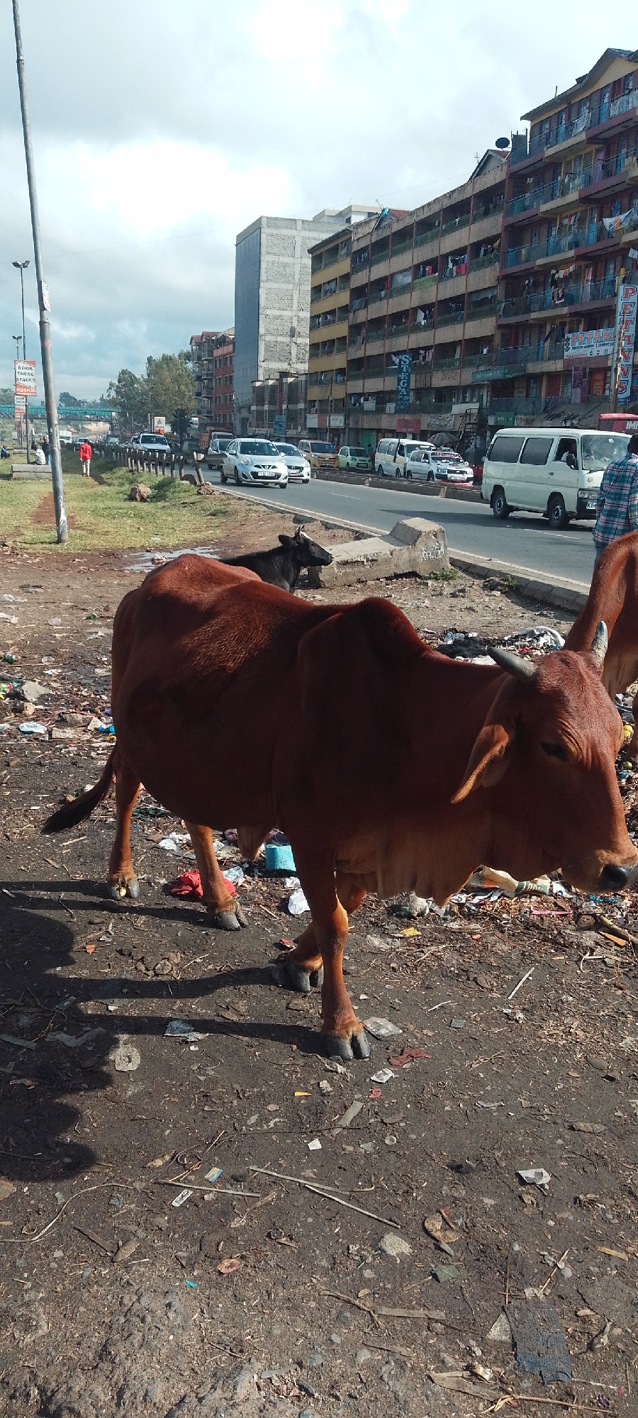 Cows spotted near busy Nairobi roadway