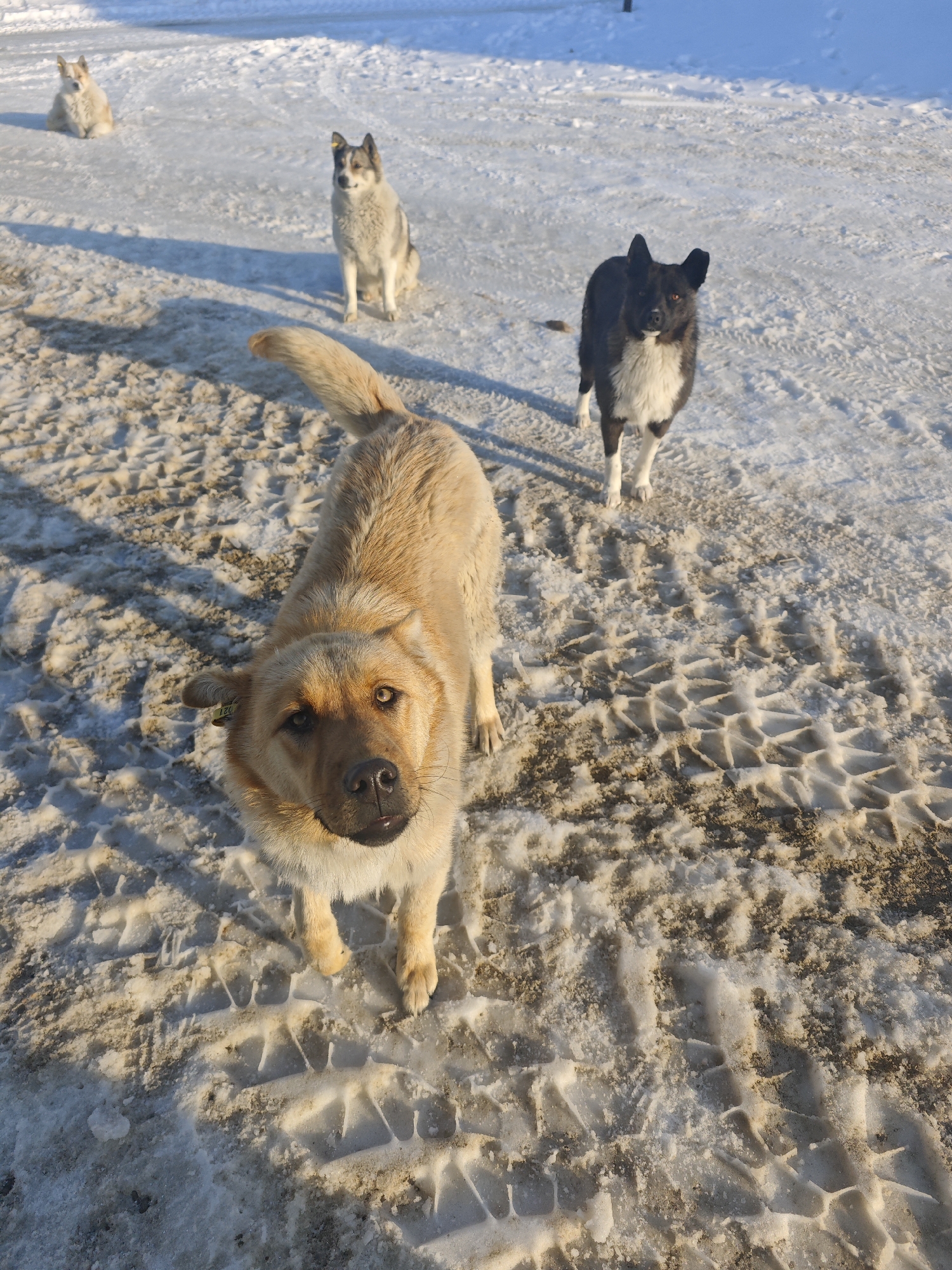 Winter scenes with stray dogs documented in Russian town