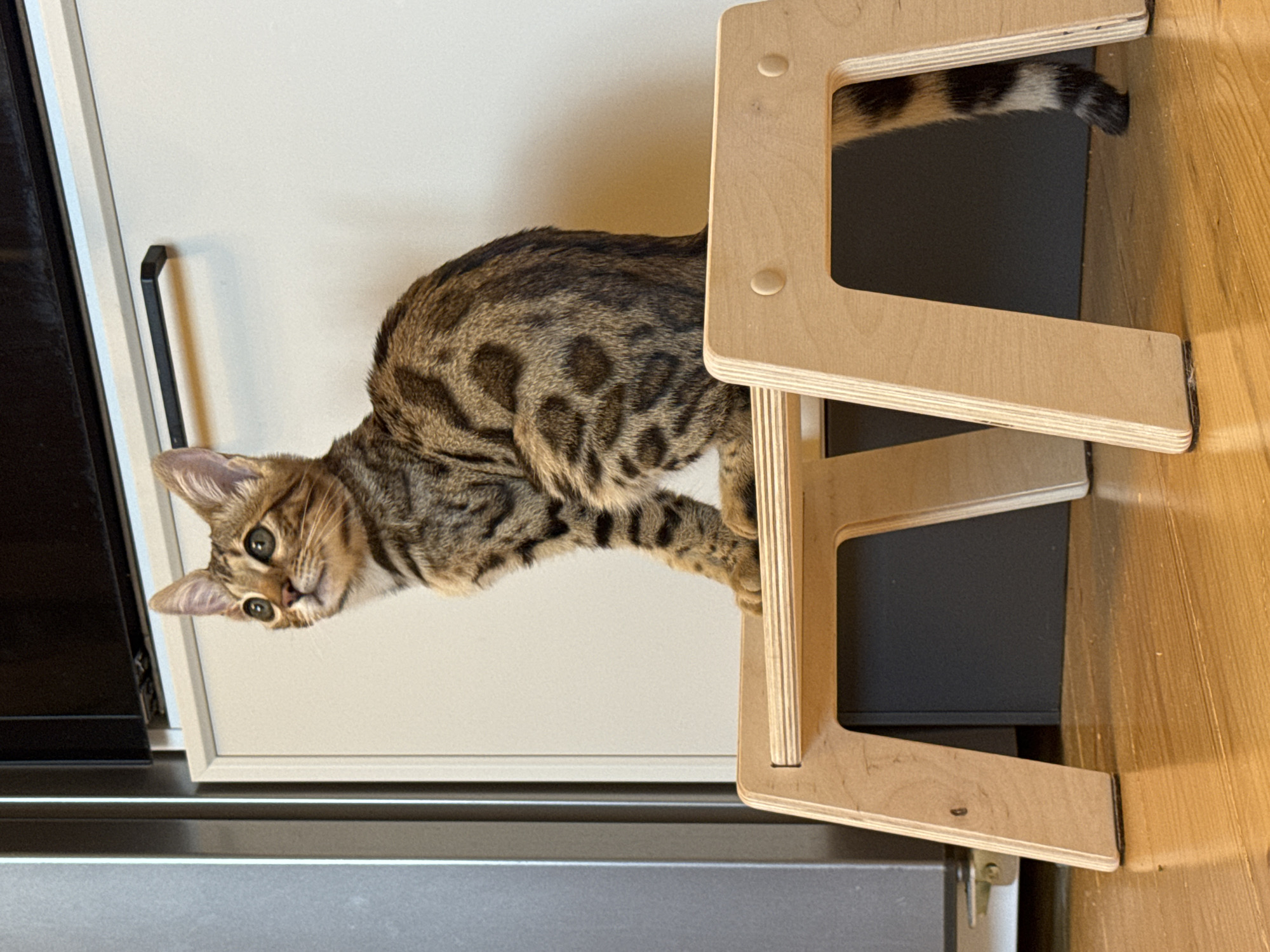 Bengal cat explores its home in Rzhev, Russia