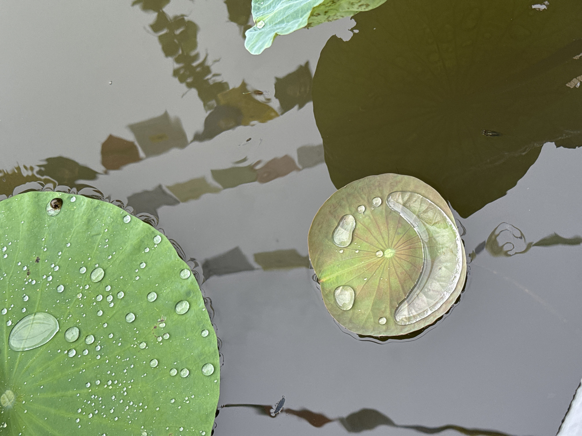 Buddhist statues and lotus pond documented in Vietnam