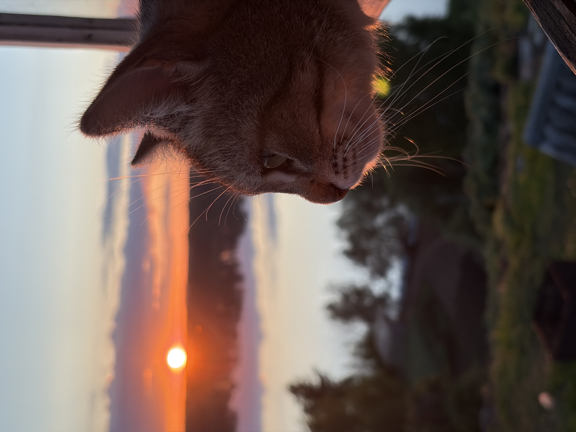 Cat and person photographed during sunset in Ольховка
