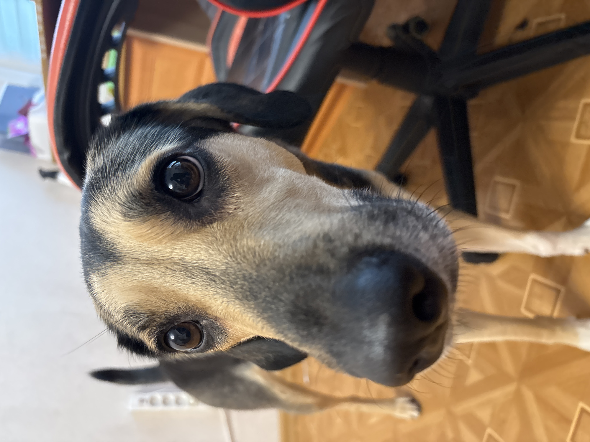 Pets, doodles, and small objects fill a quiet Saint Petersburg morning.