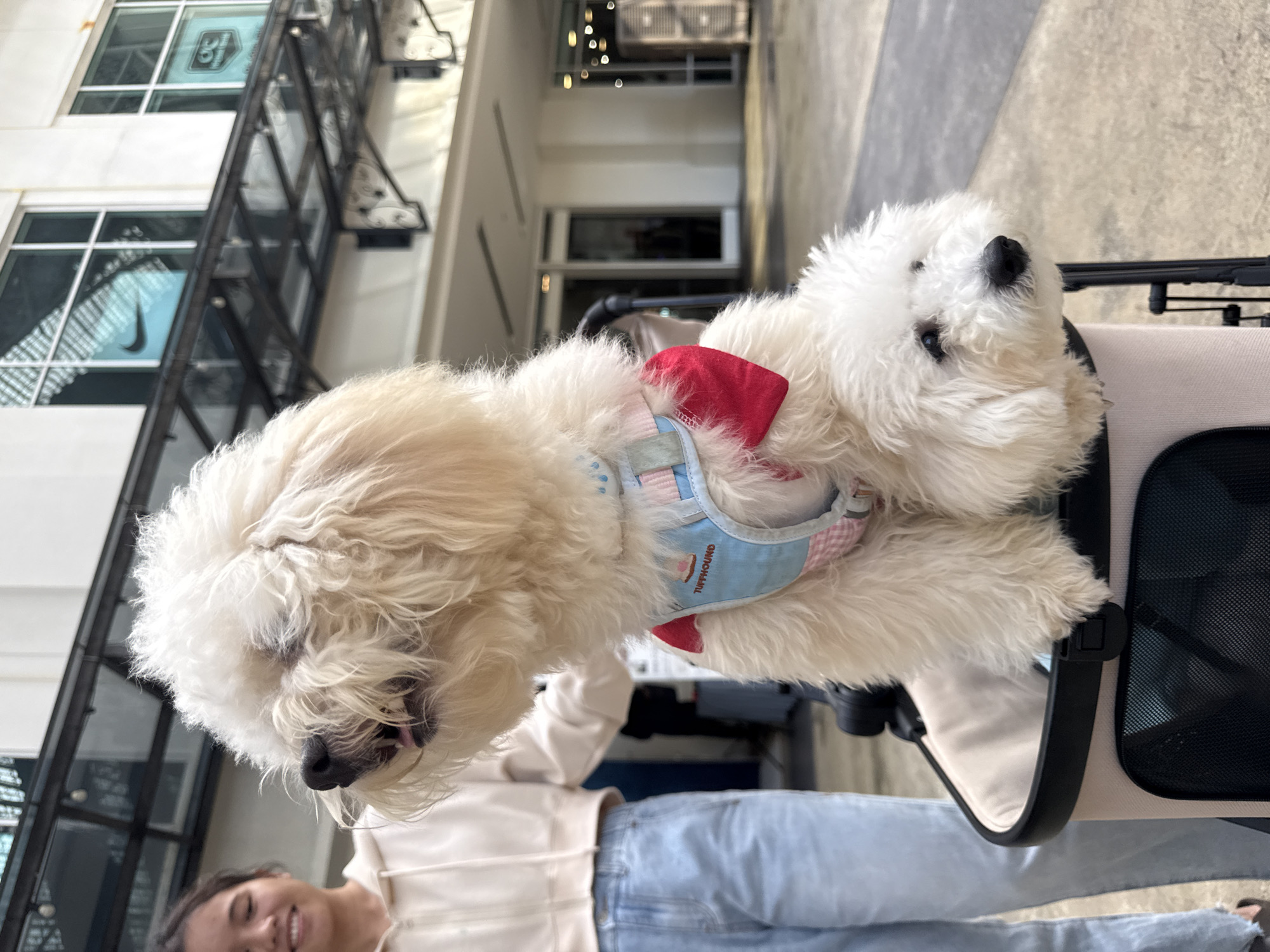 Dogs in a stroller and rabbits eating carrots in George Town