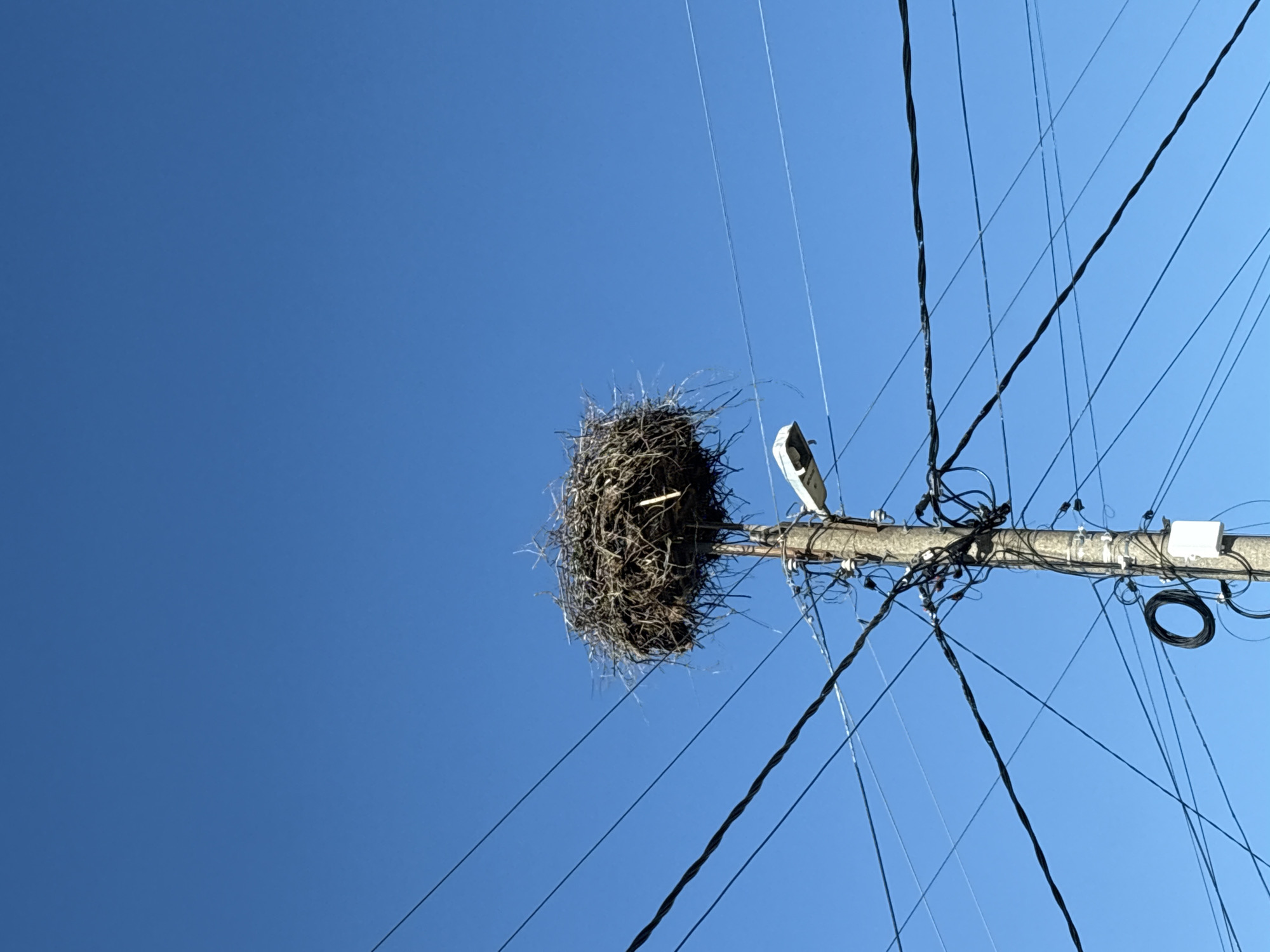Bird nest spotted on utility pole in Bulgaria
