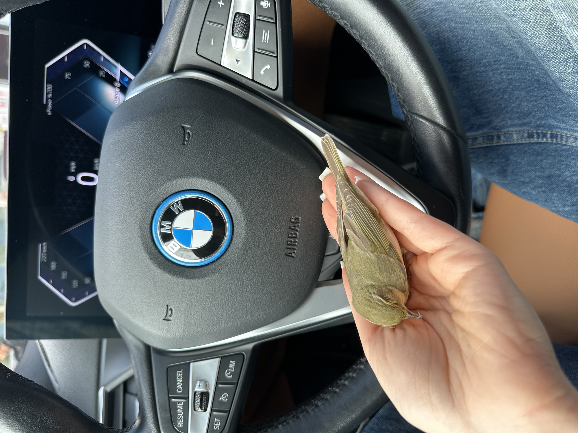 Person holds small bird inside parked BMW in Yerevan