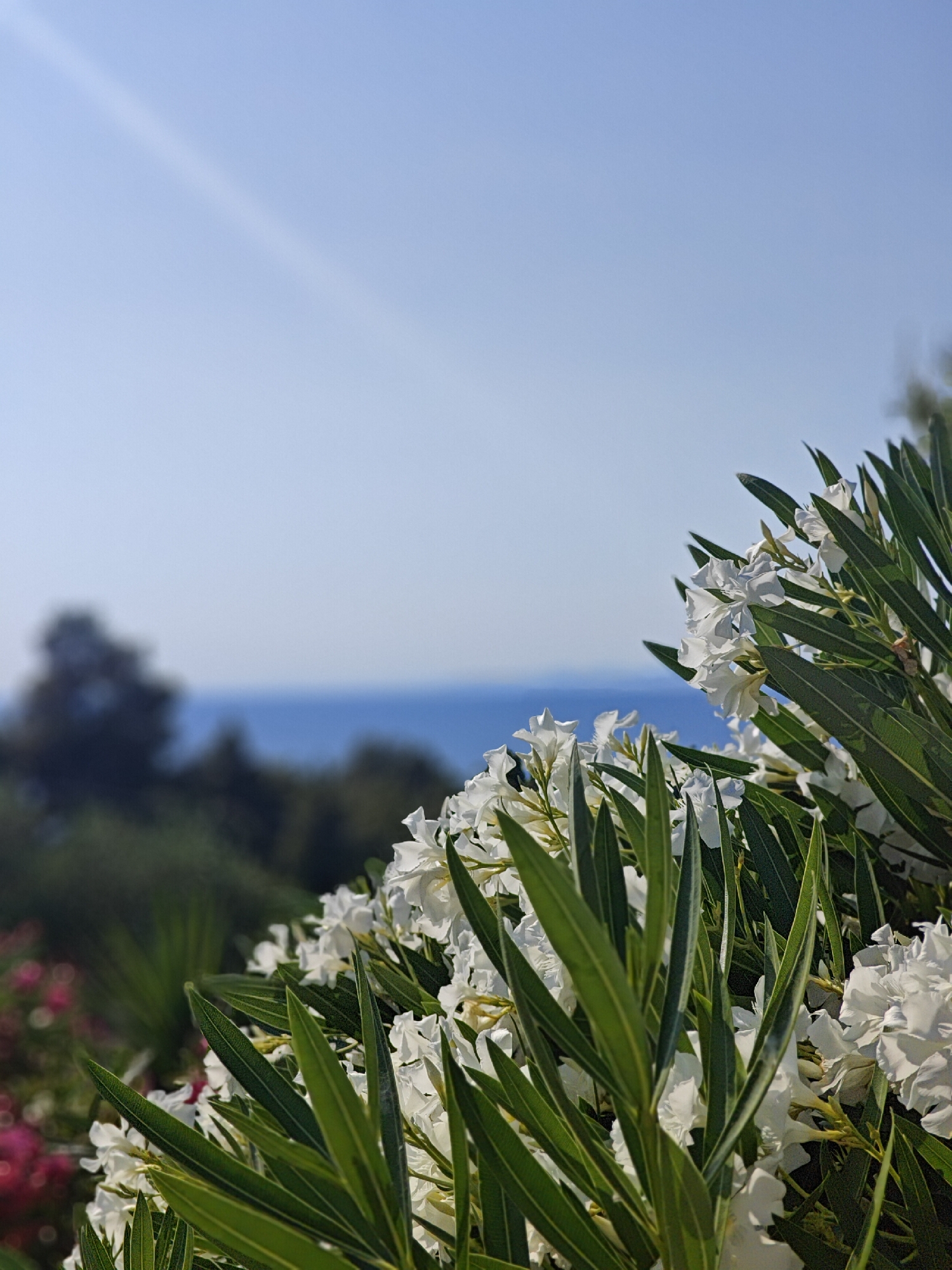 Sun-soaked afternoon on a Sithonia terrace overlooking the Aegean