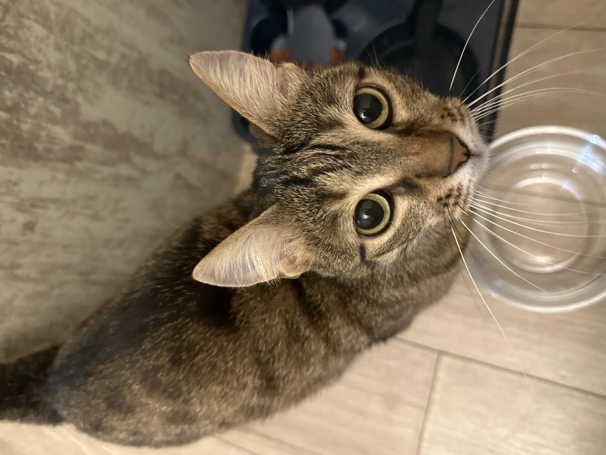 Tbilisi tabby cat posing on a wooden floor