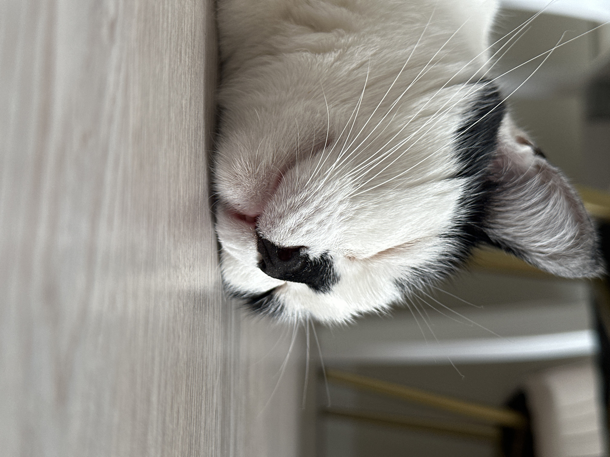 Cats at rest and on the move in a Kokshetau home