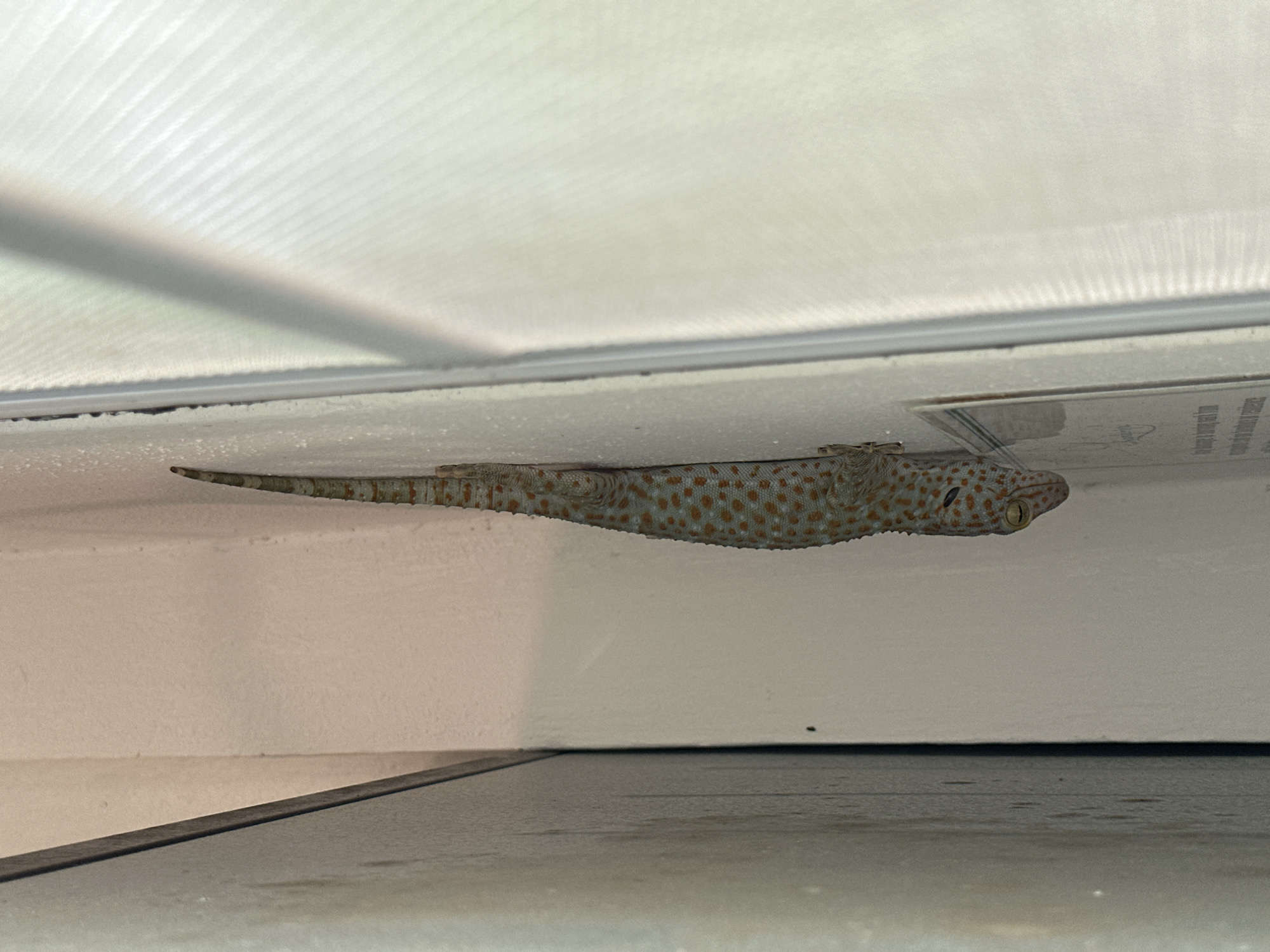 Geckos and beaches observed during early morning in Ko Phangan