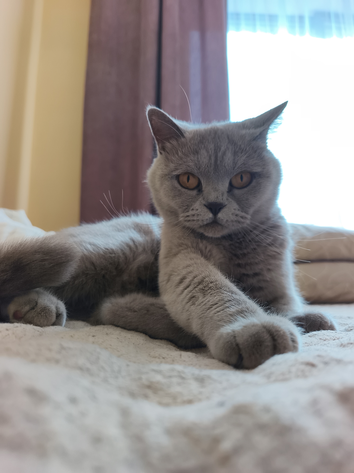 Ternopil city center and a very relaxed grey cat