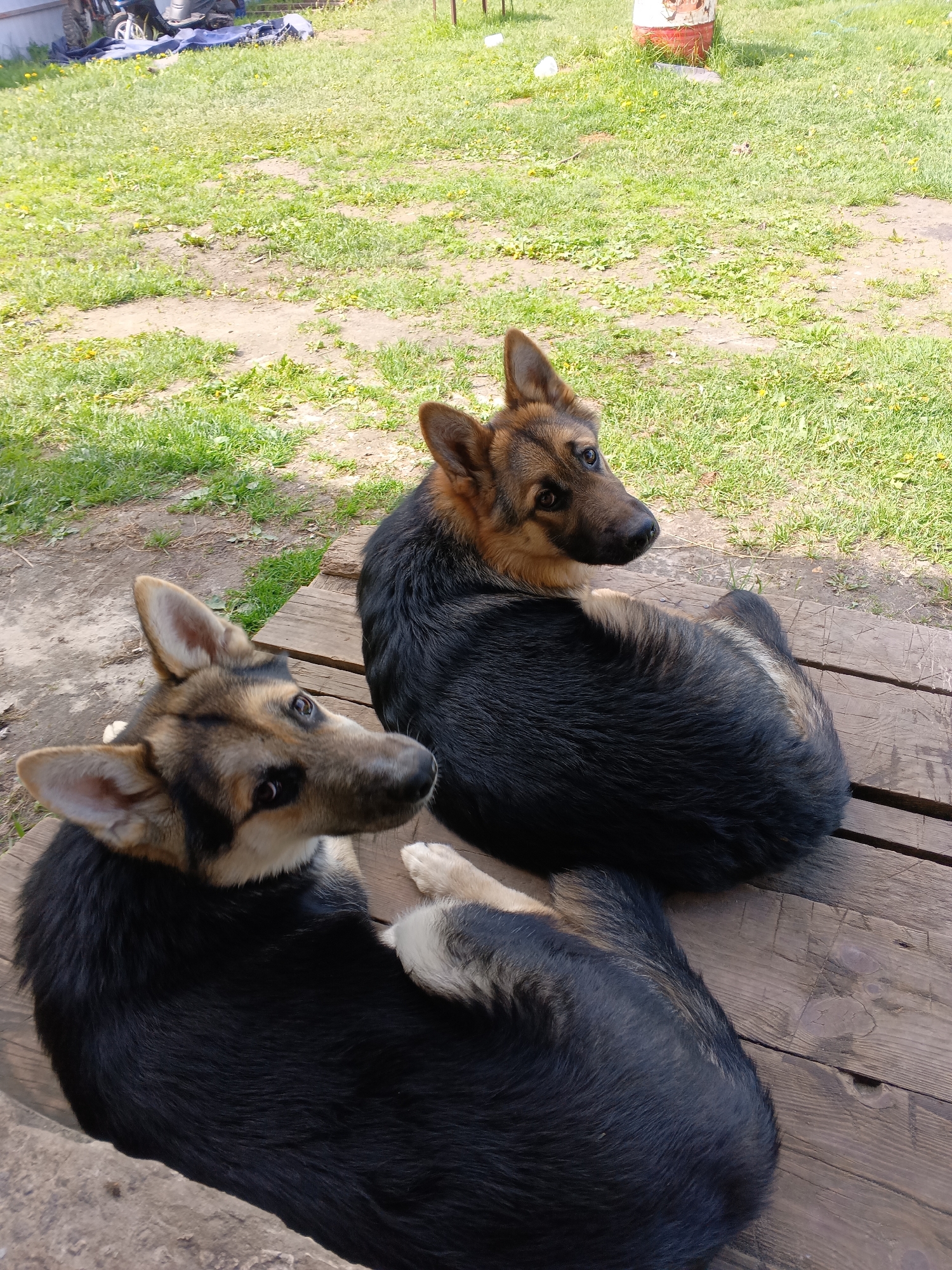 Family life documented in Andreyevo: dogs, woman, sleeping baby