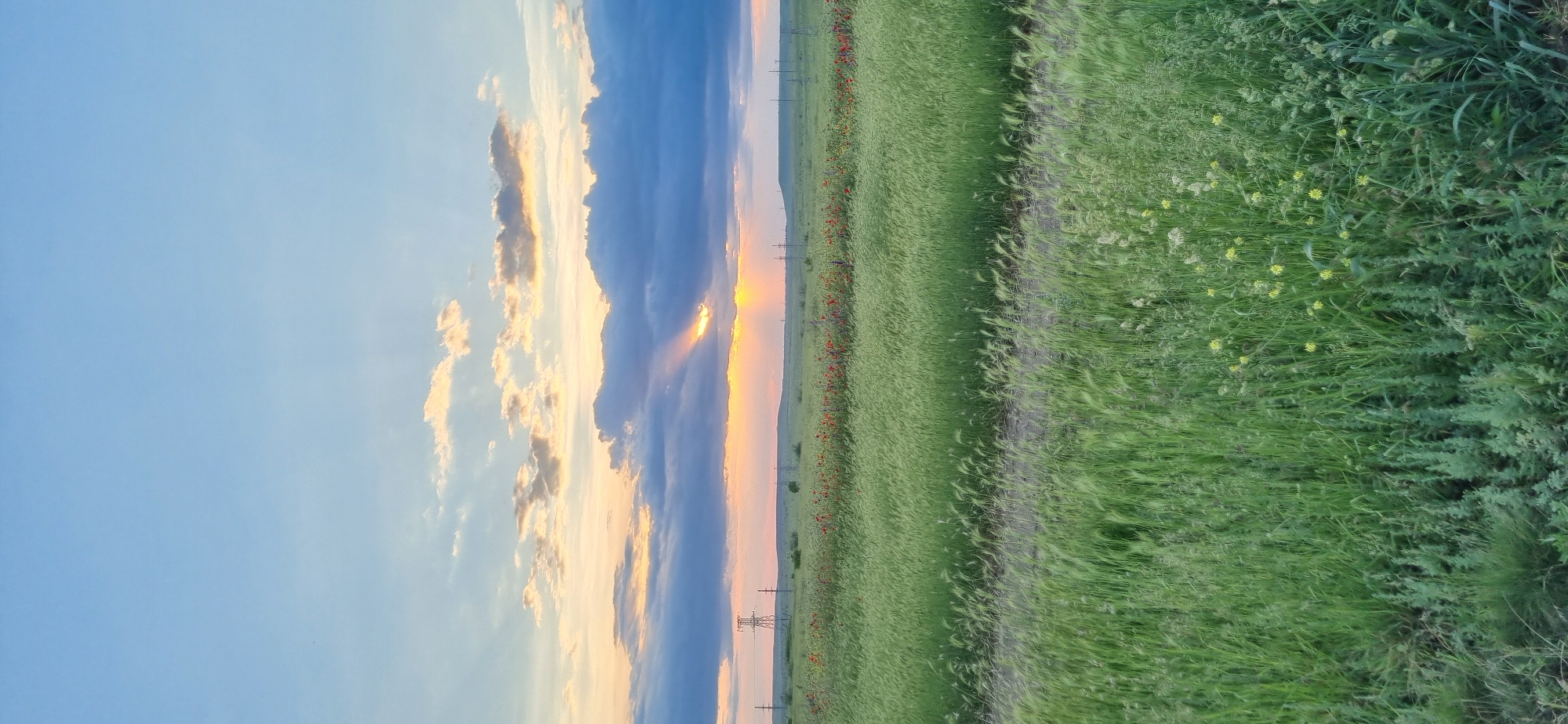 Sunset fieldscape and cat photographed in rural Ukraine