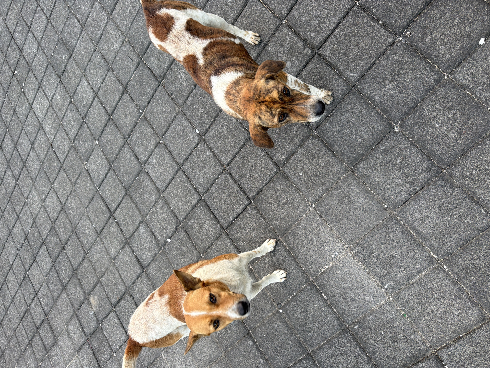 Street dogs, food stalls, and scooters on a Southeast Asian morning