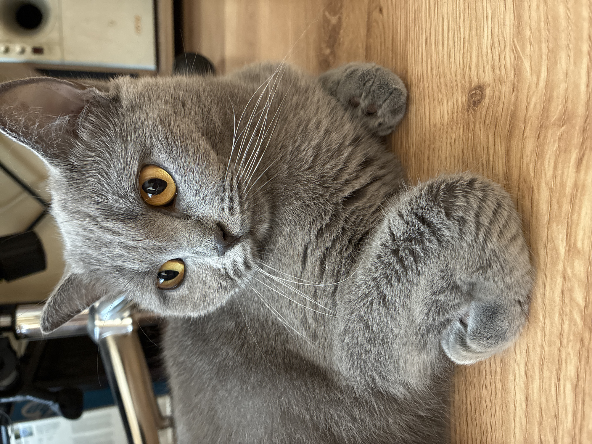 British Shorthair cat at rest, plus a Mercedes spotted in Alanya