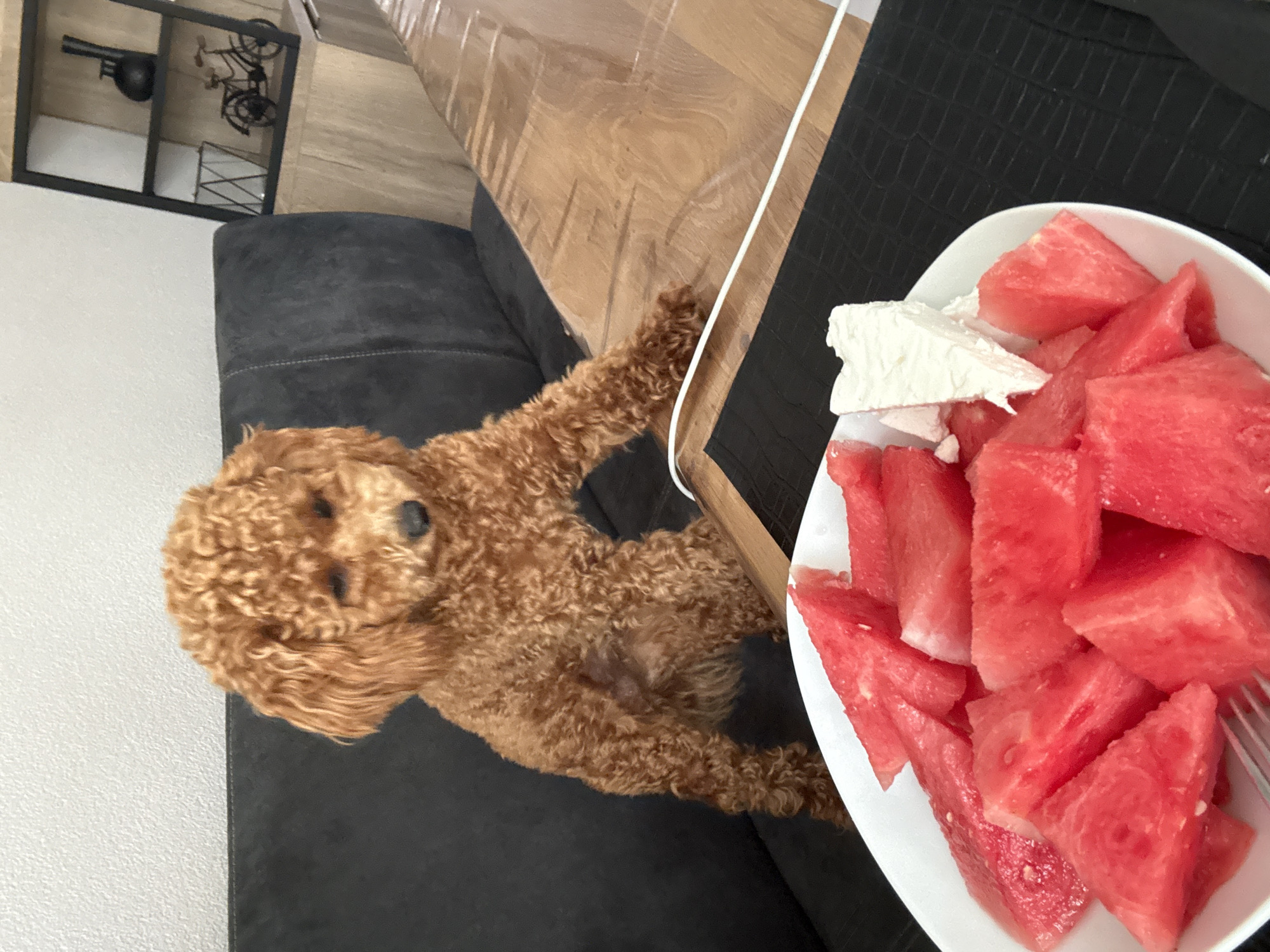 Lazy summer morning in Marum: snacks, pets, and still lifes