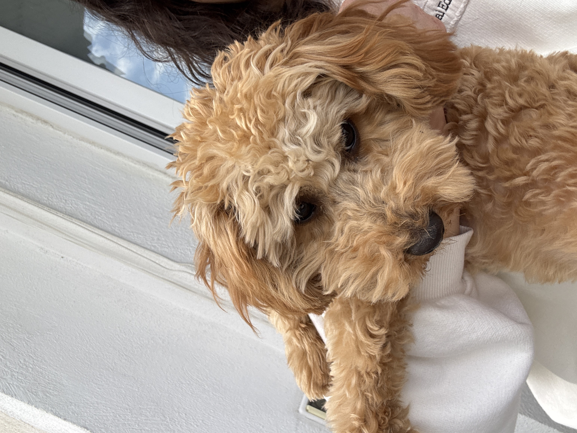 Small poodle photographed with multiple people in Blagoevgrad