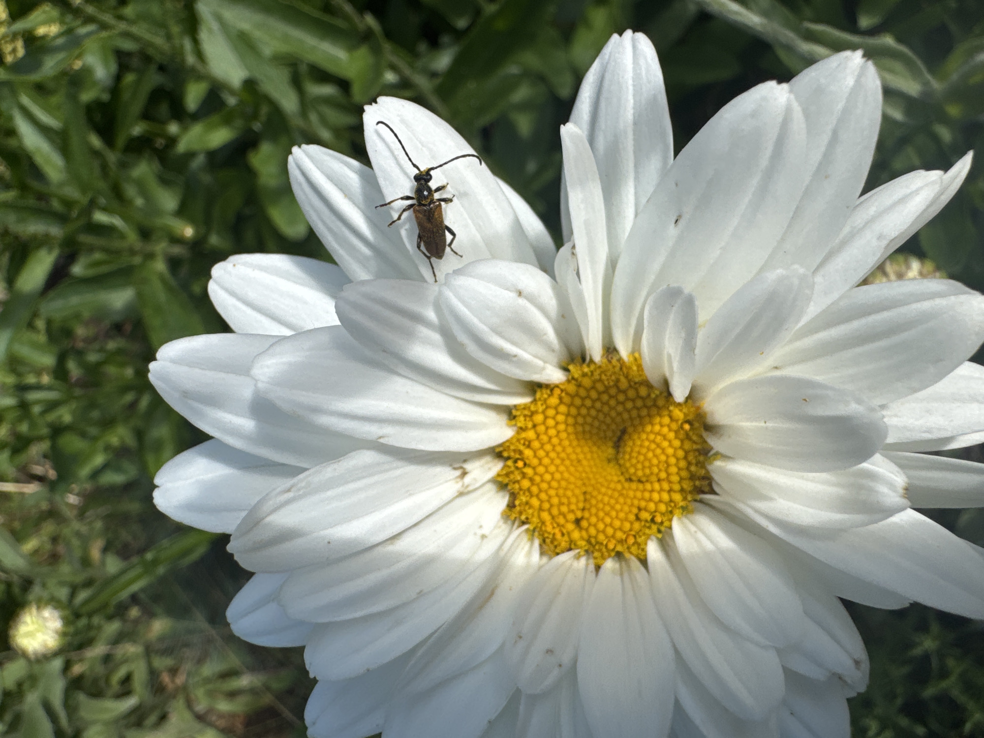 A Riga morning up close: flowers, insects, and small moments