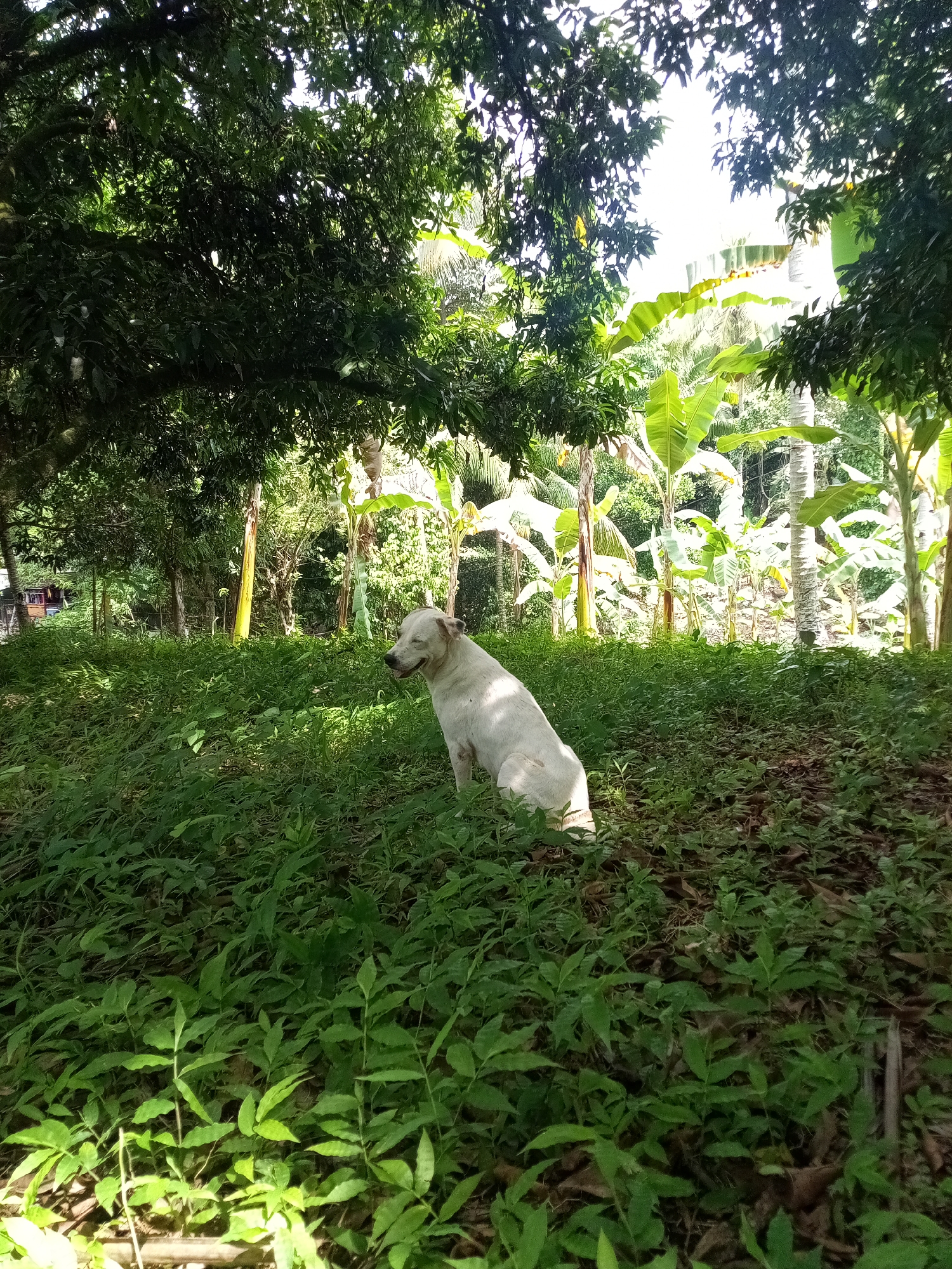 Daily life documented across rural Davao City neighborhoods