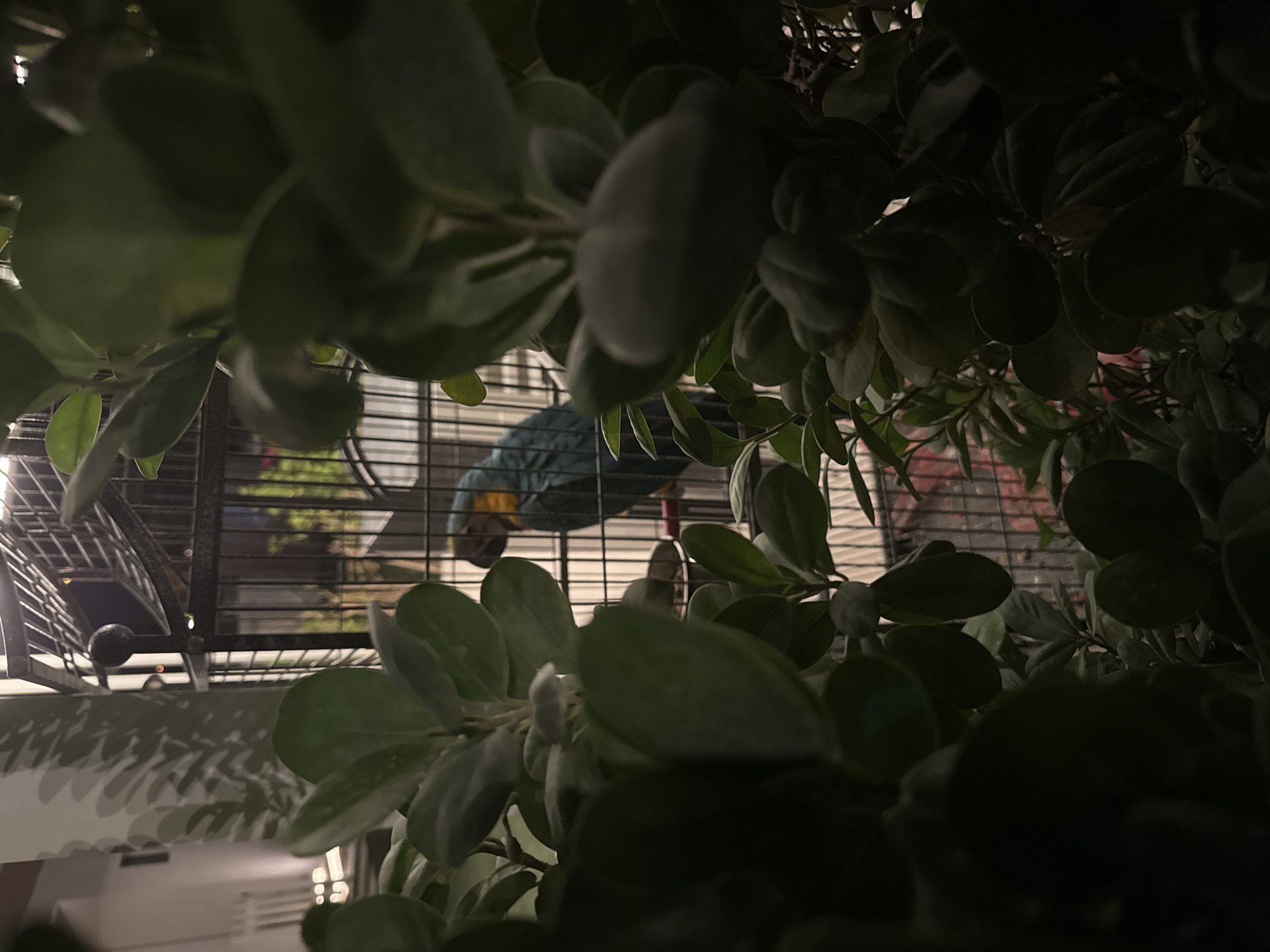 Macaw spotted in cage amid foliage in Dubai