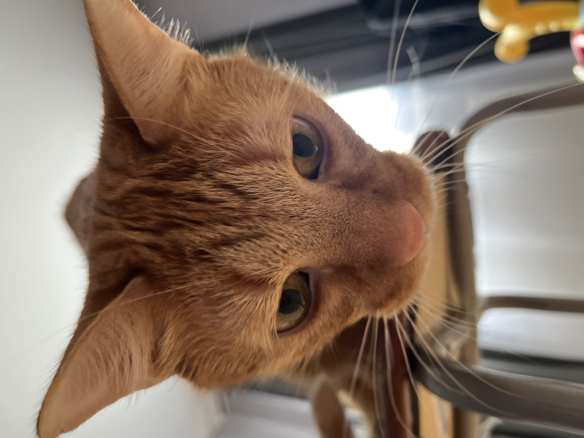 Orange cat photographed during intimate moment with human in Shushary