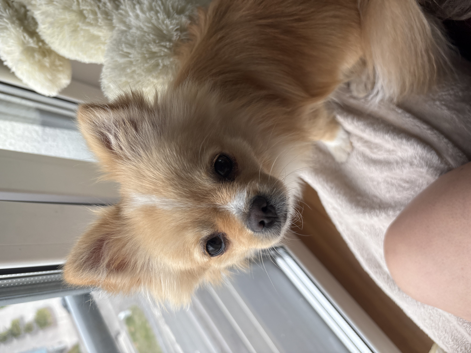 Two small dogs spending a quiet morning in a Saint Petersburg apartment