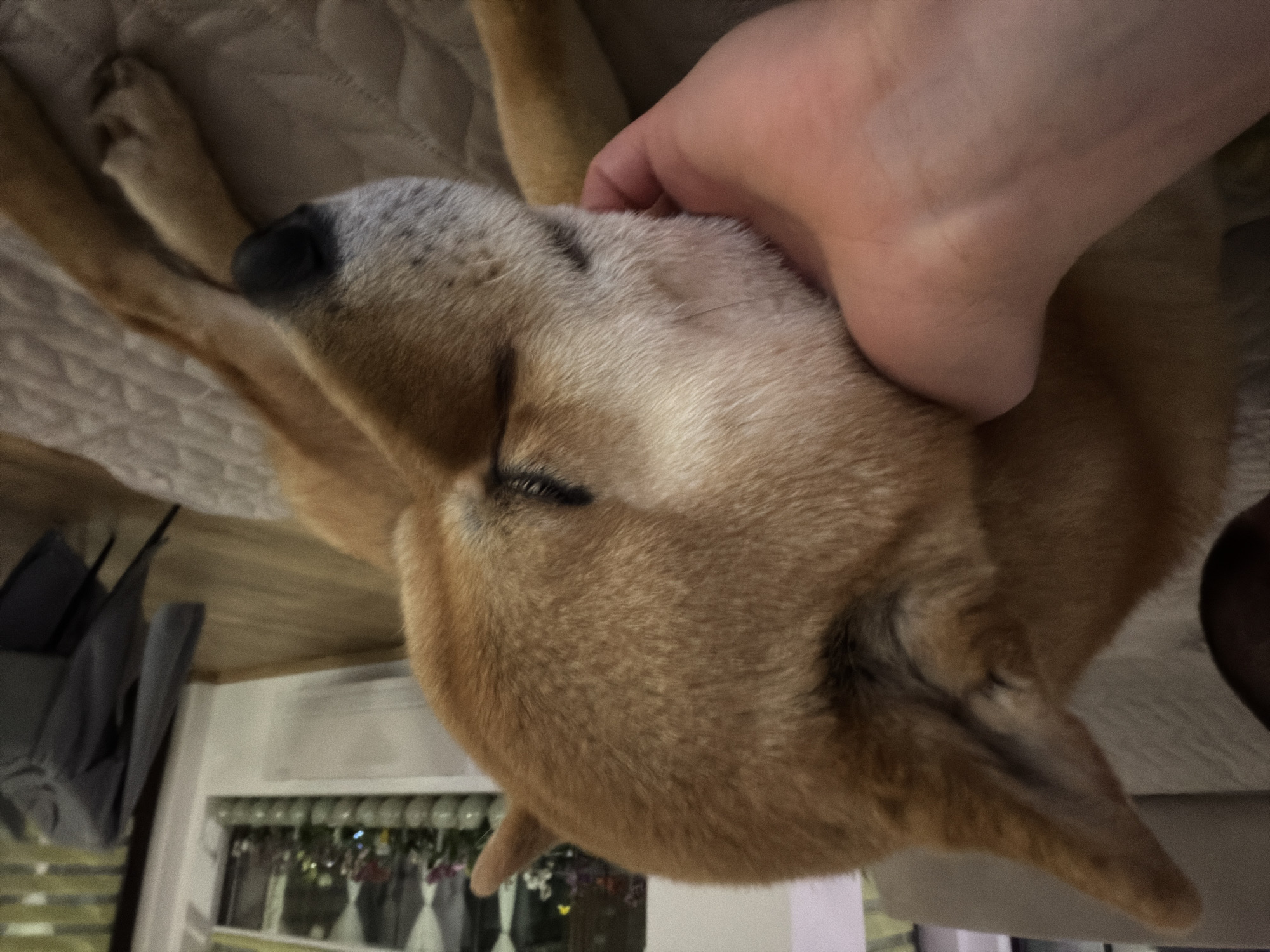 Shiba Inu enjoys playful moments at home in Bulgaria