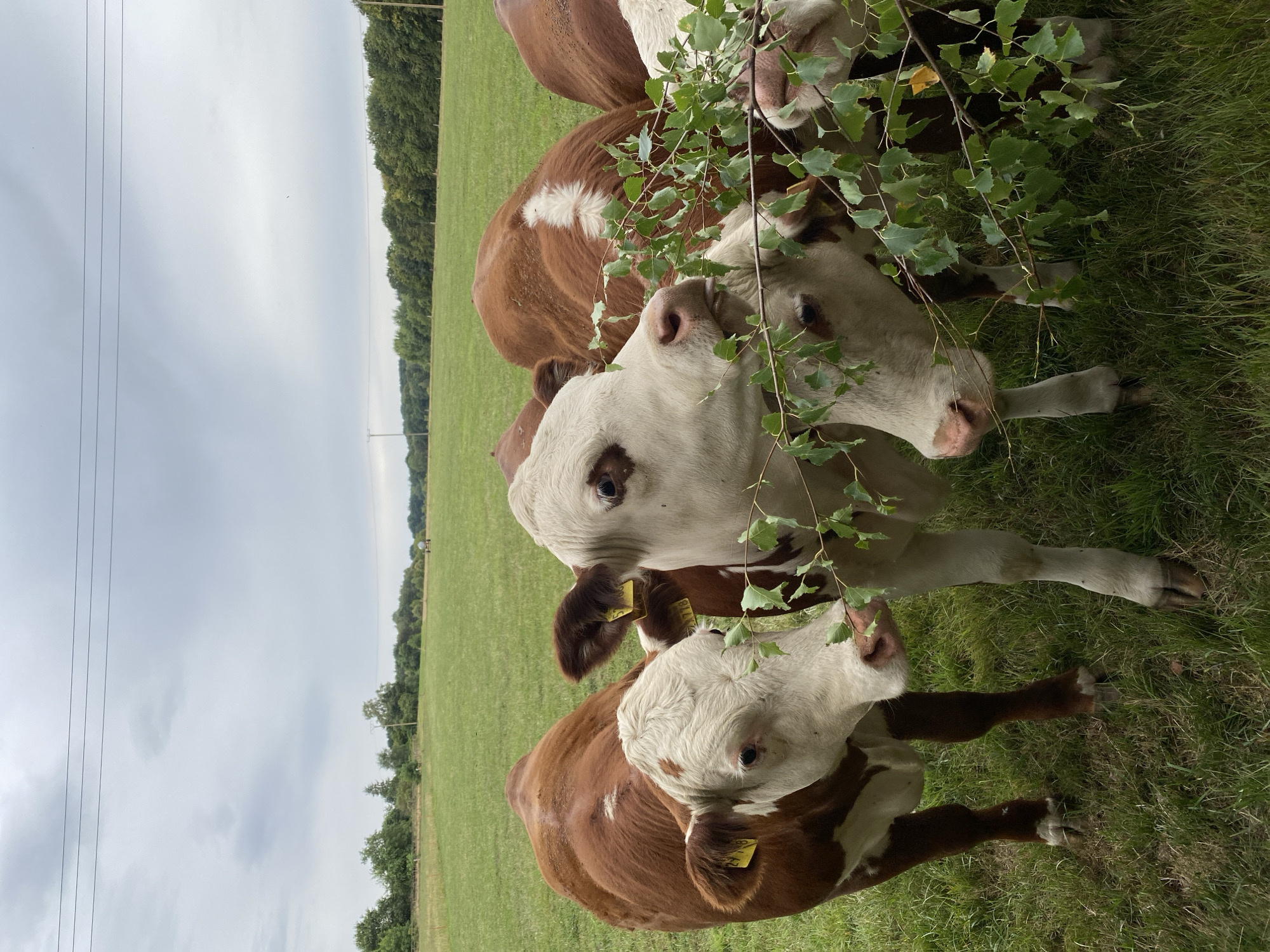 Brown and white cattle graze in a field in Eichen, Germany