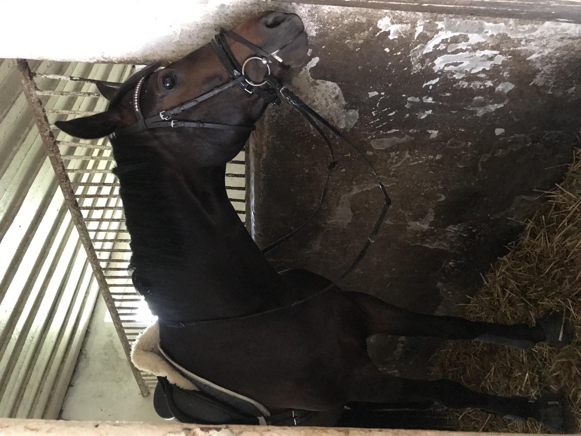 Equestrian training session documented at Kharkiv riding arena