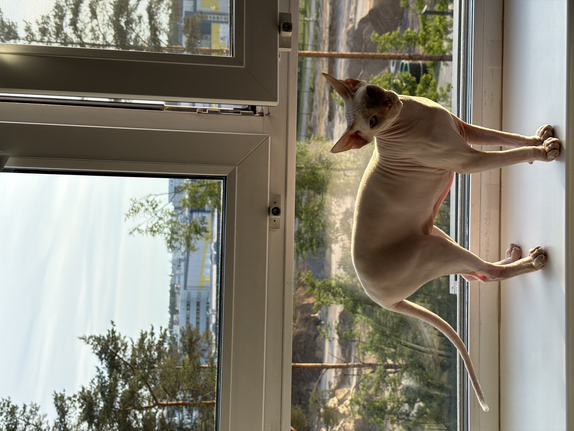Sphynx cat observed in Saint Petersburg home over eight minutes