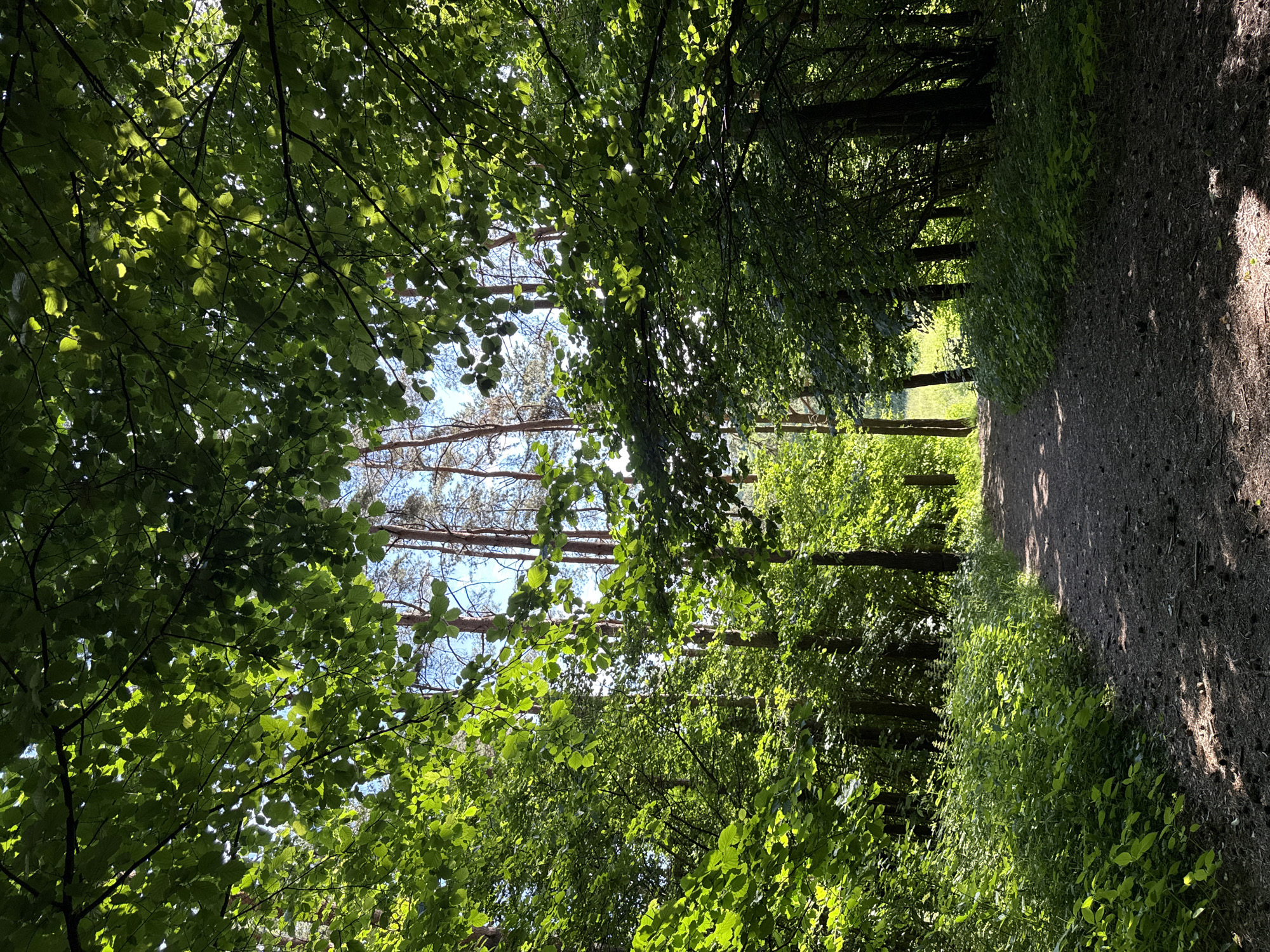Morning stroll through a Moscow forest, wildflowers and worn paths