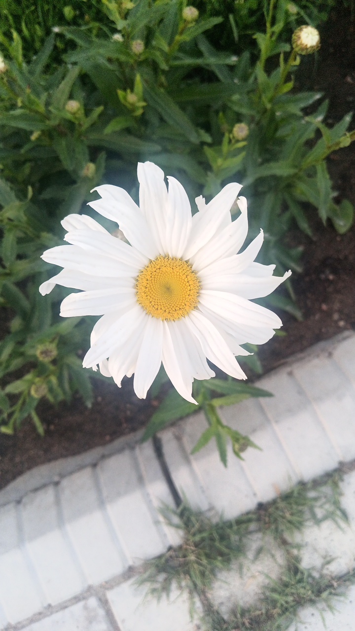 Afternoon to evening snapshots around a Choktal home and garden