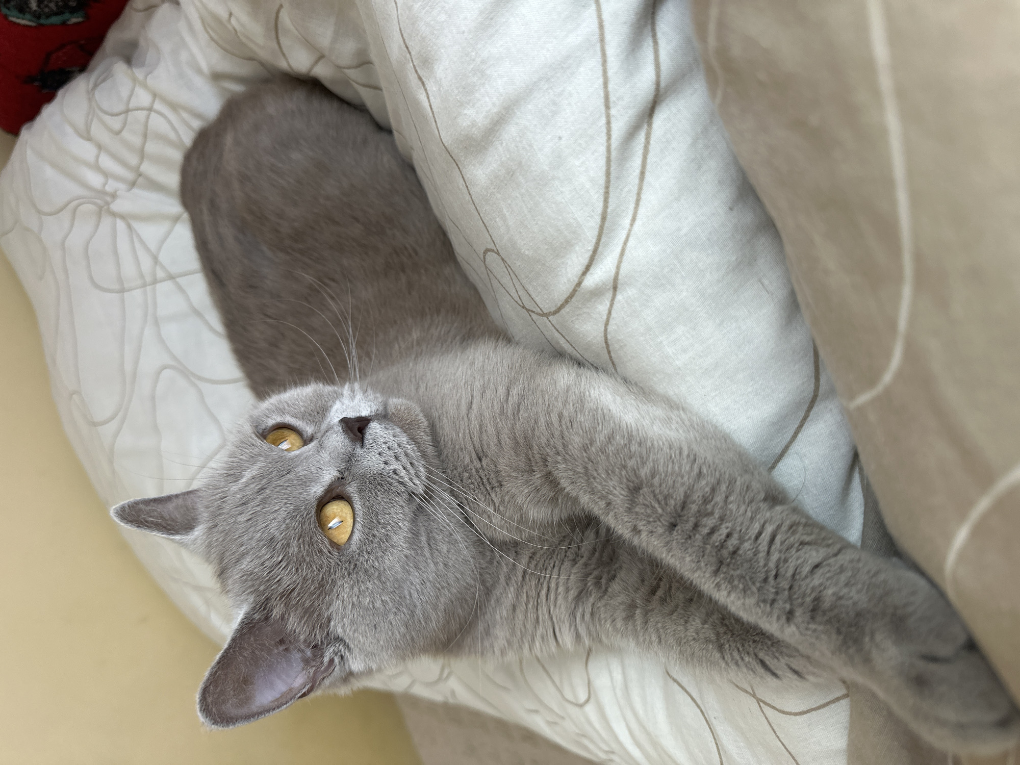 British Shorthair cat lounging on a bed in Ternopil