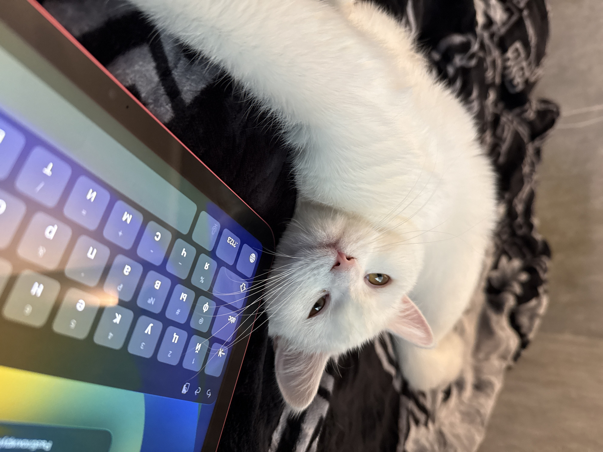 White cat lounging on a blanket next to a tablet