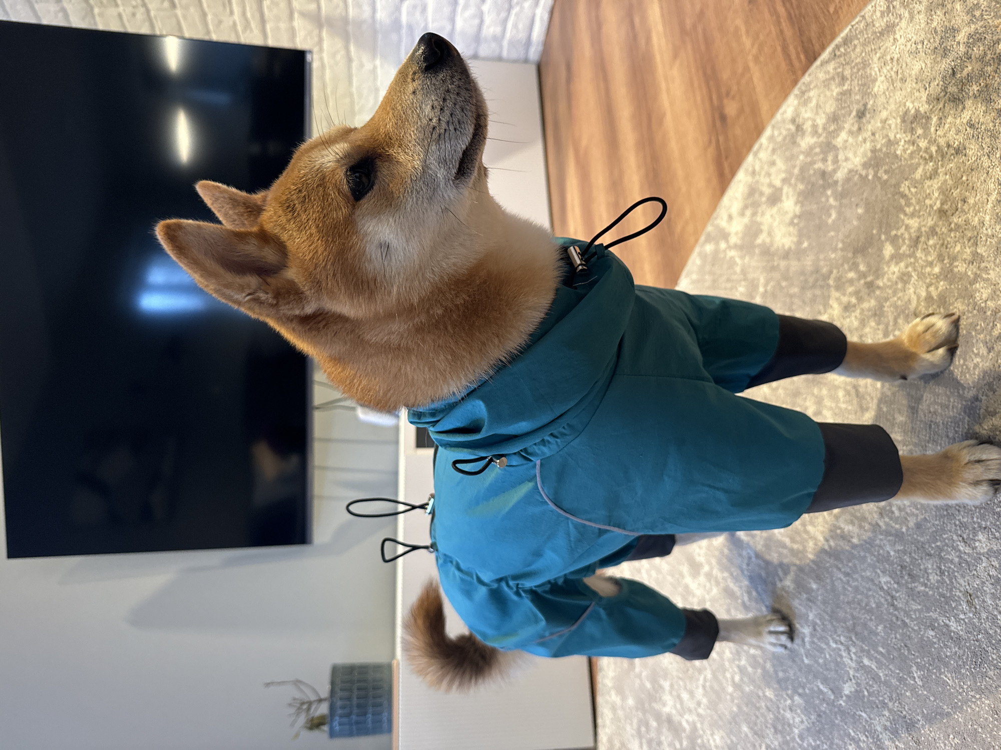 Shiba Inu in coat spotted indoors in Carnikava, Latvia