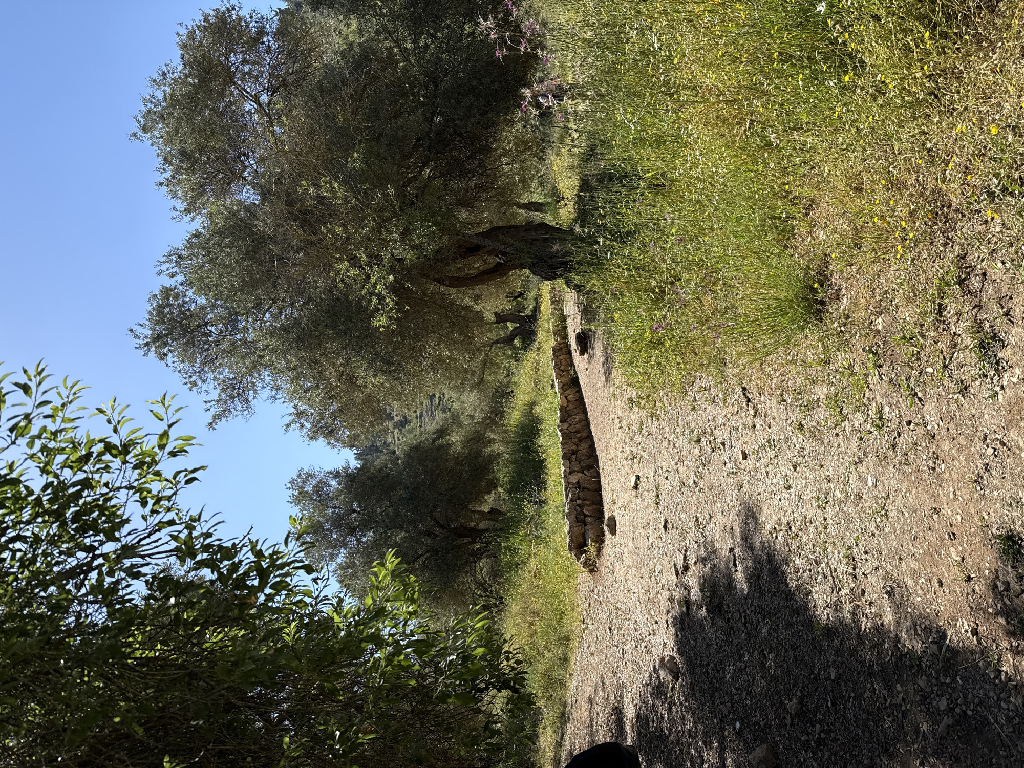 Morning sunlight illuminates olive grove path in Mate Yehuda