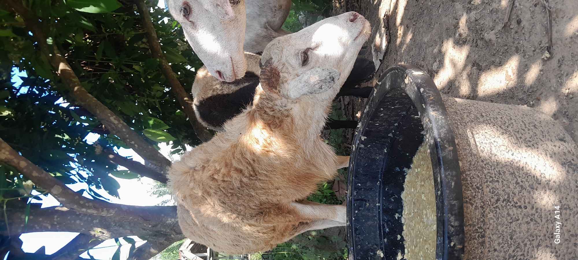 Livestock and farm life at a rural property in Tanjong