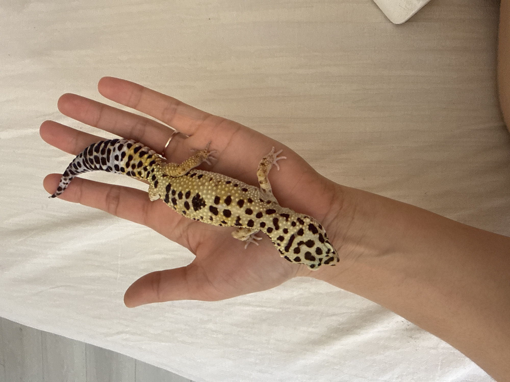 Family morning moments with pets and toys documented in Tobolsk