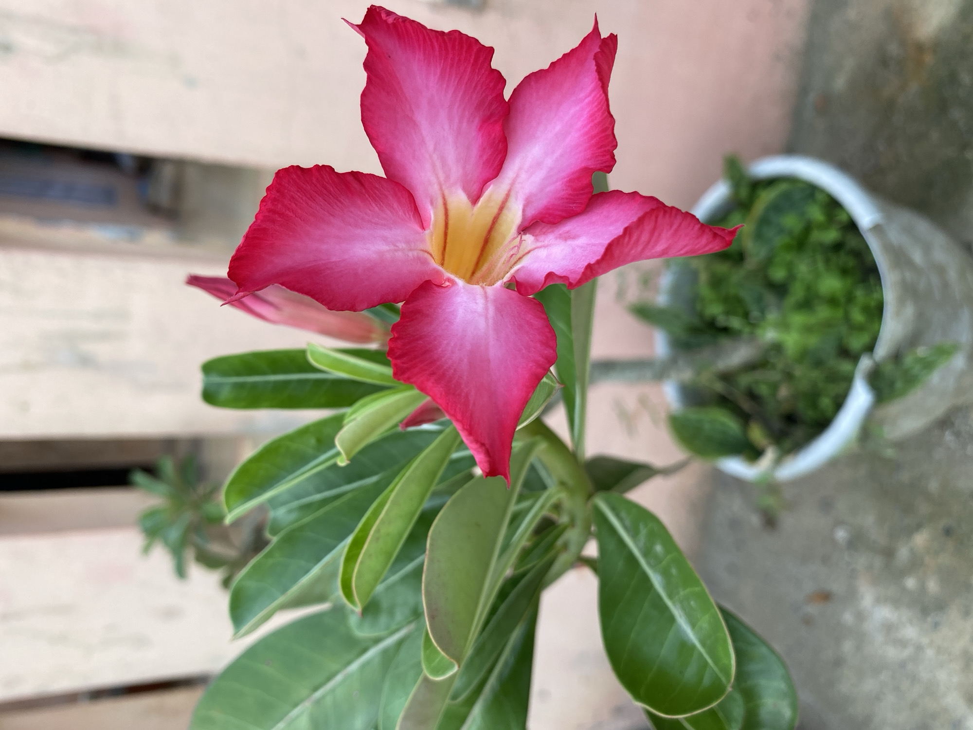 Desert Rose Flowers and Street Views Documented in Lhokseumawe