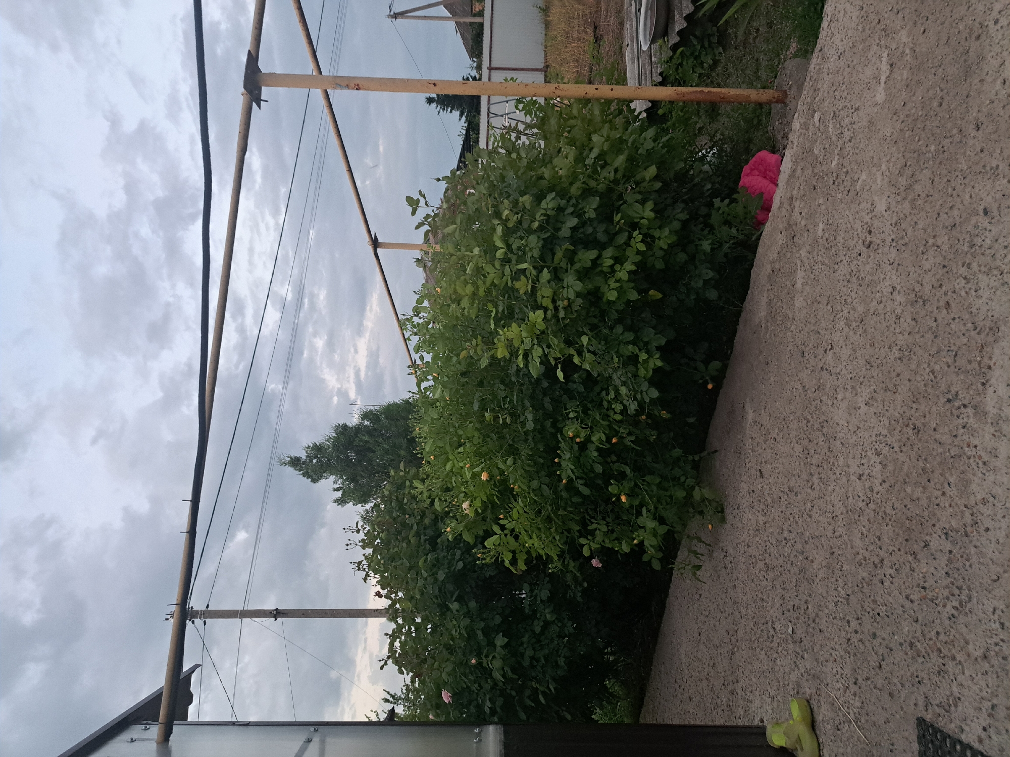 Witness documents garden flowers and rural scenes in Leningradskaya