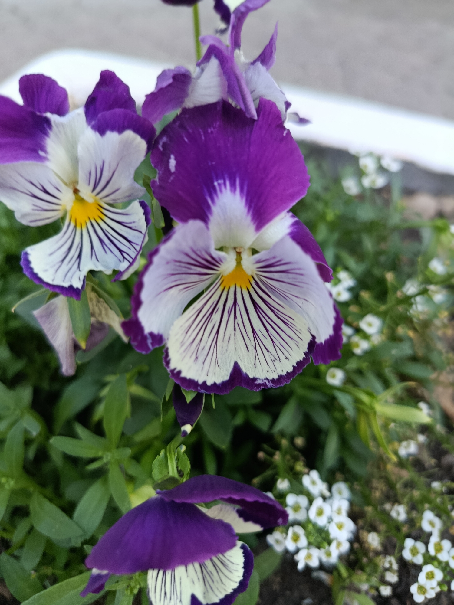 Summer garden macro shots and street scene in Saratov