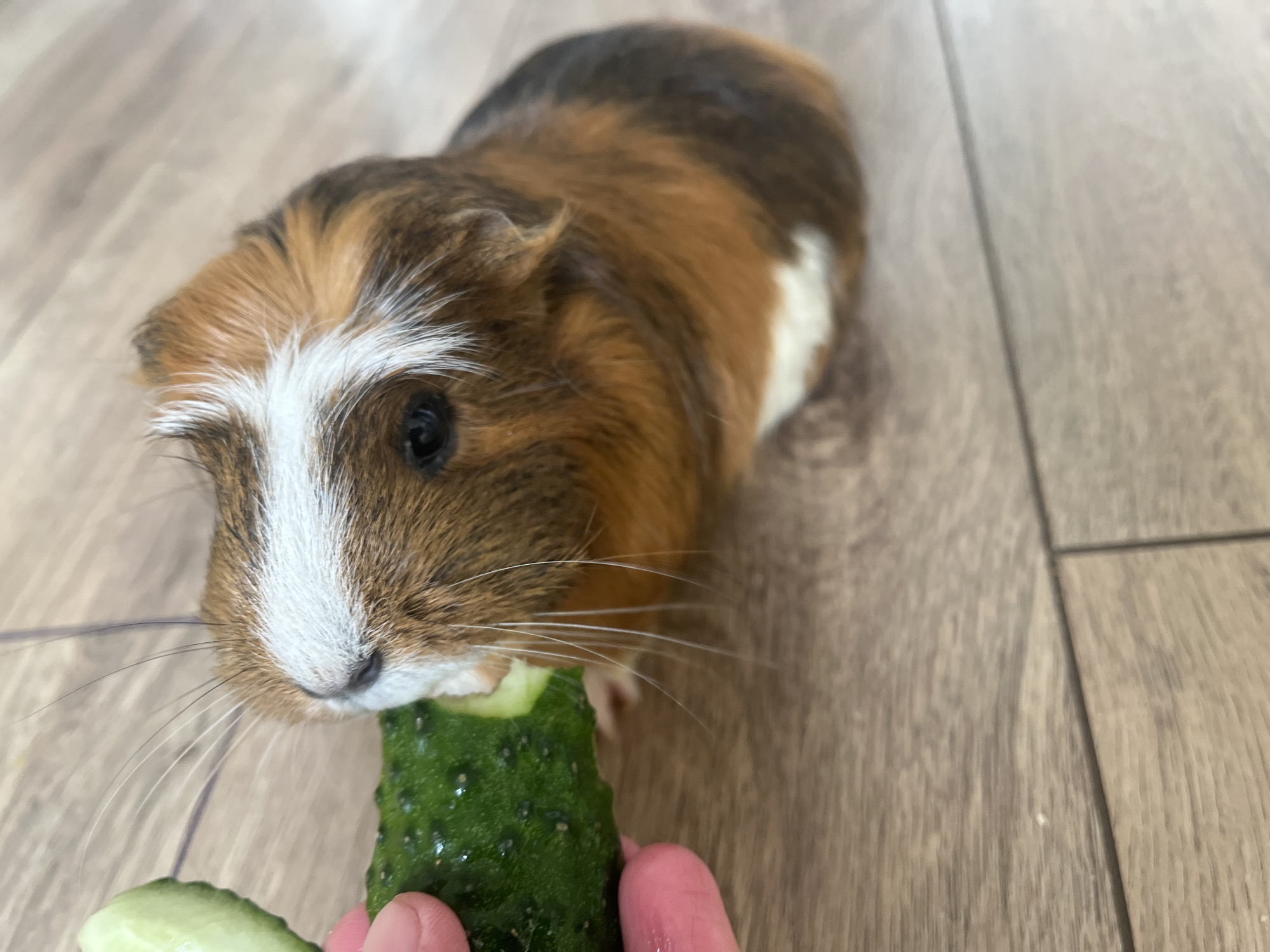 Guinea pig feeding and coffee with city views