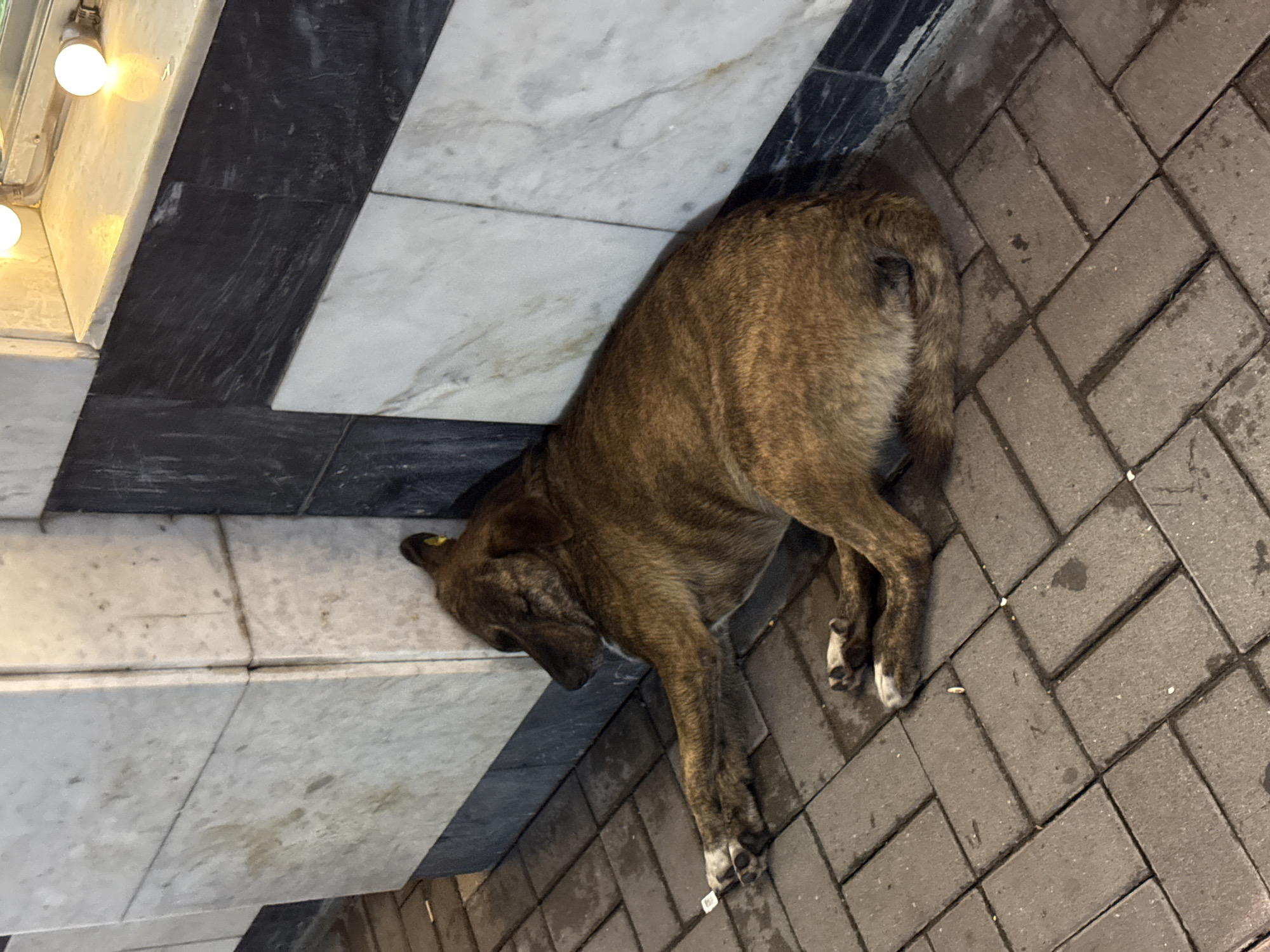 Summer evening on the streets of Vladikavkaz, dogs, murals, and lights